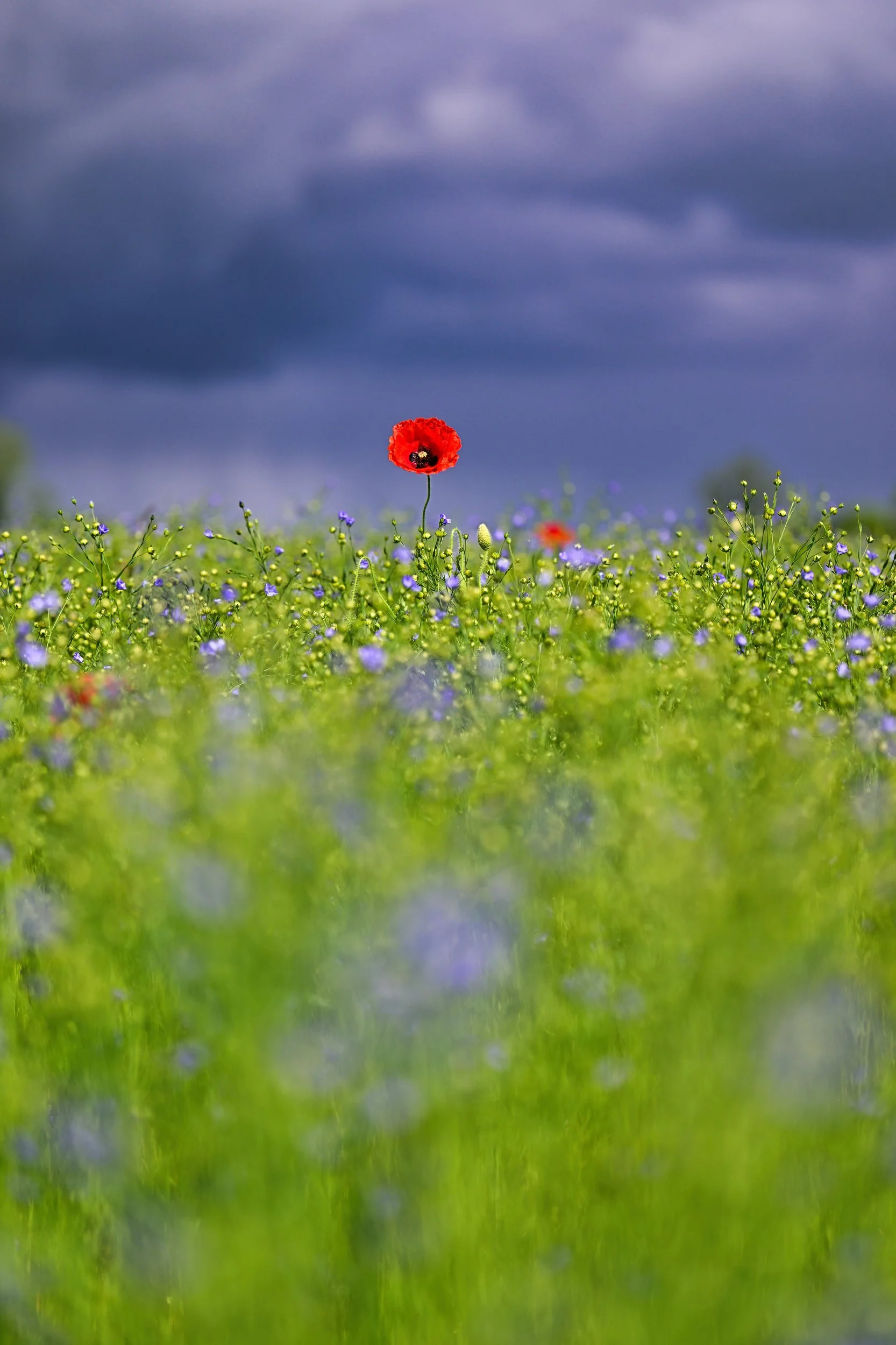Une fleur rouge, probablement une coquelicot, se dresse dans un champ de petites fleurs violettes et jaunes sous un ciel nuageux.