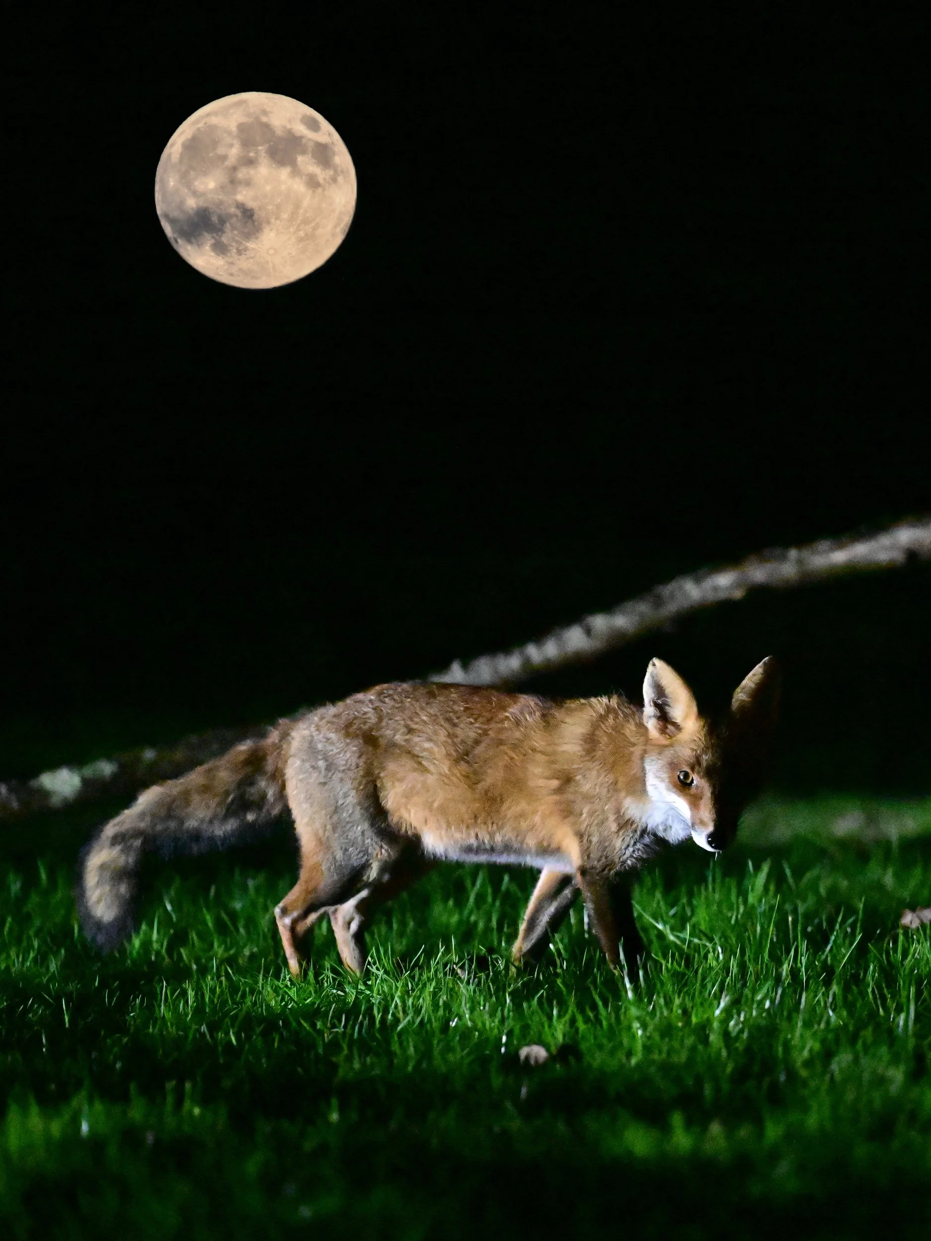 Un renard marche dans l'herbe sous un ciel nocturne avec une pleine lune visible en arrière-plan.
