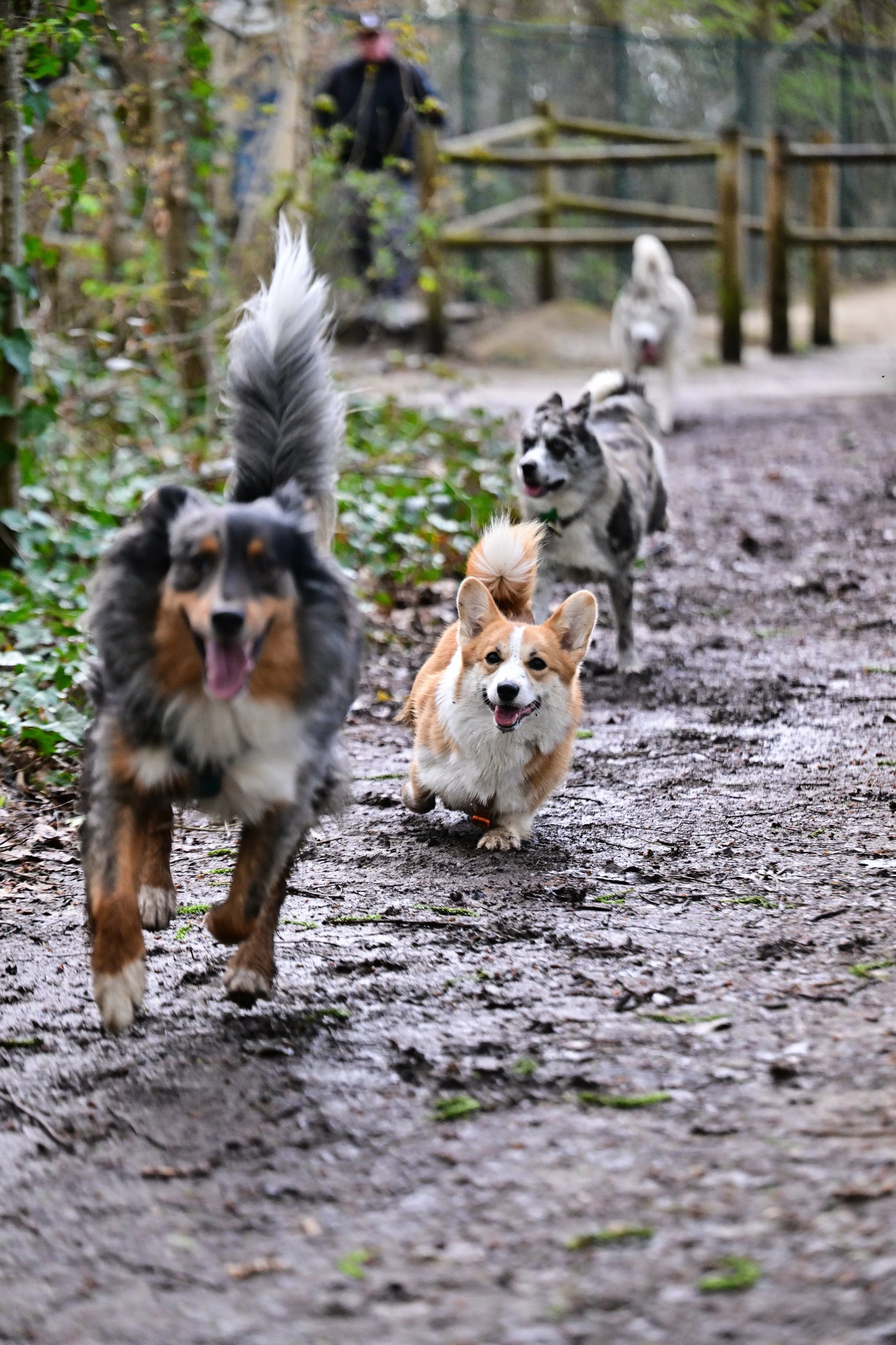 Un groupe de chiens de différentes races courant sur un sentier en forêt, avec un homme en arrière-plan.
