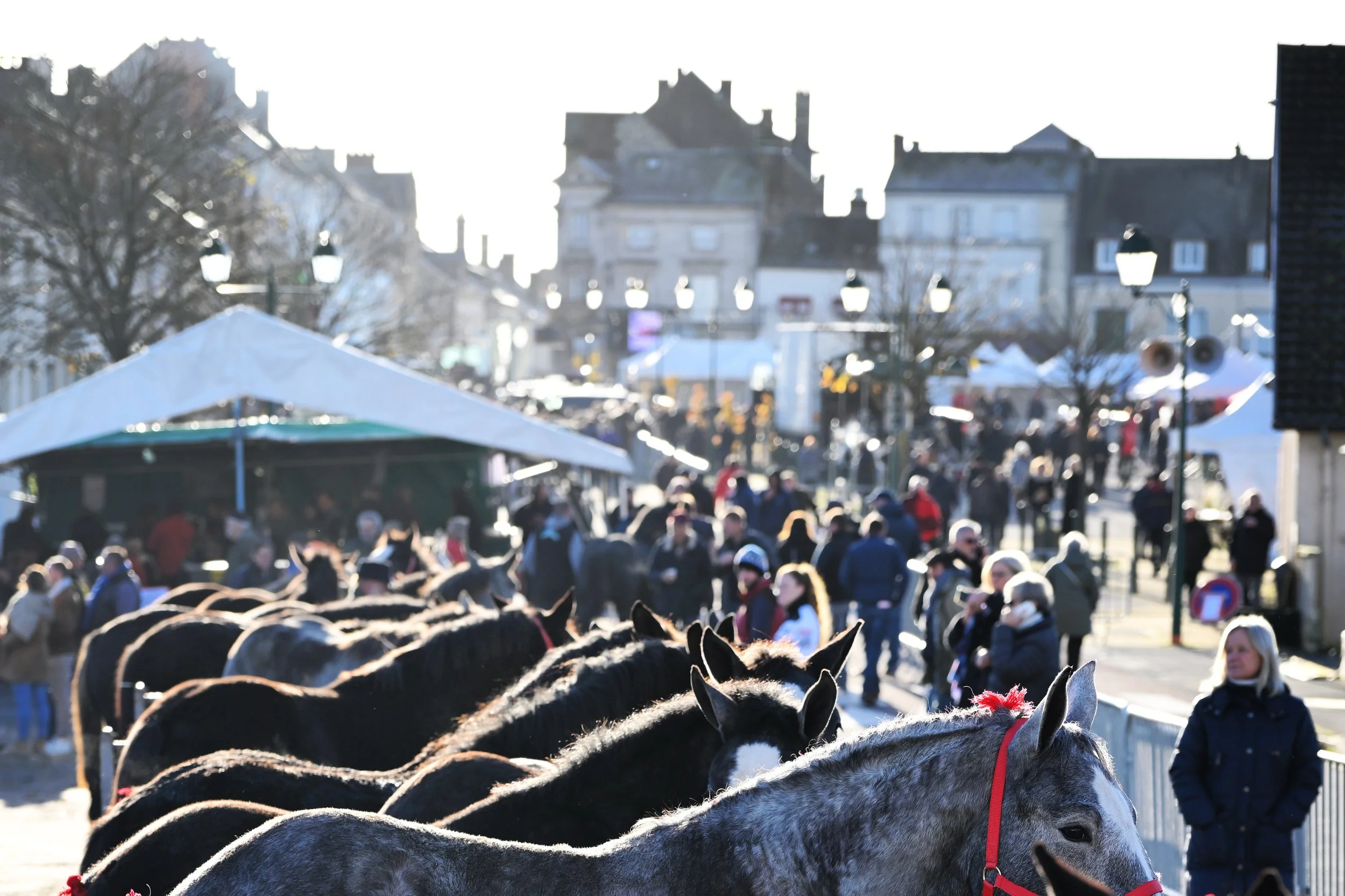 Une foule de personnes dans une place publique, avec des chiens de race husky alignés dans le premier plan, et des bâtiments en arrière-plan.