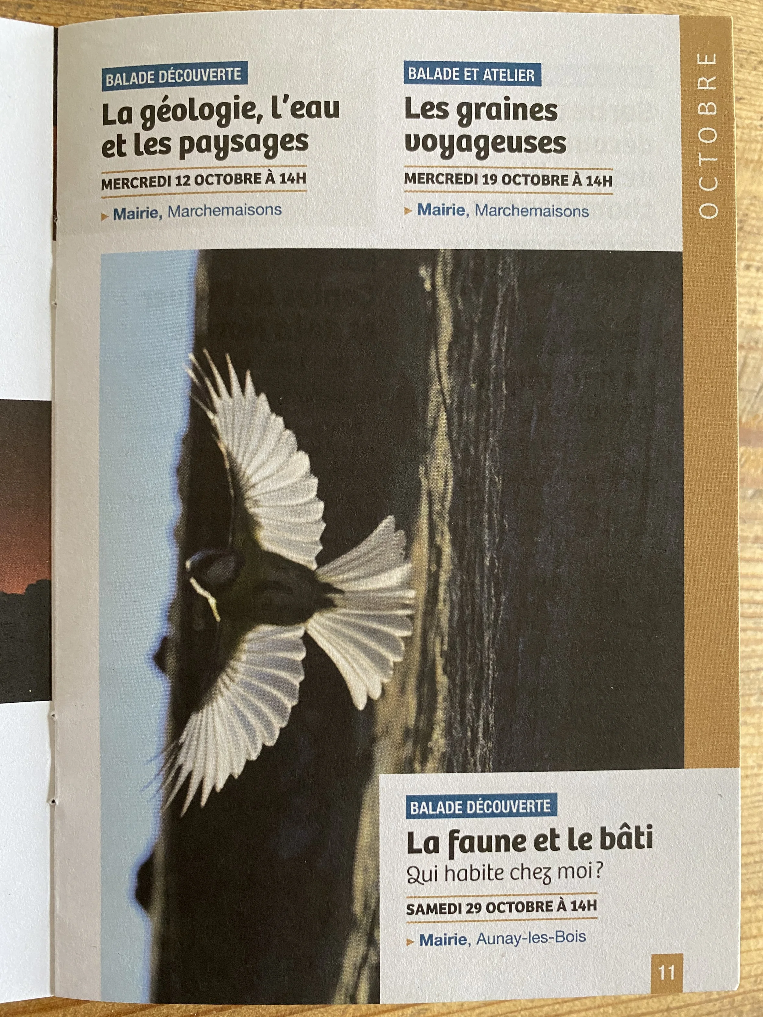 Une illustration de deux oiseaux en vol au-dessus de la mer, avec des ailes déployées, en arrière-plan un ciel clair.