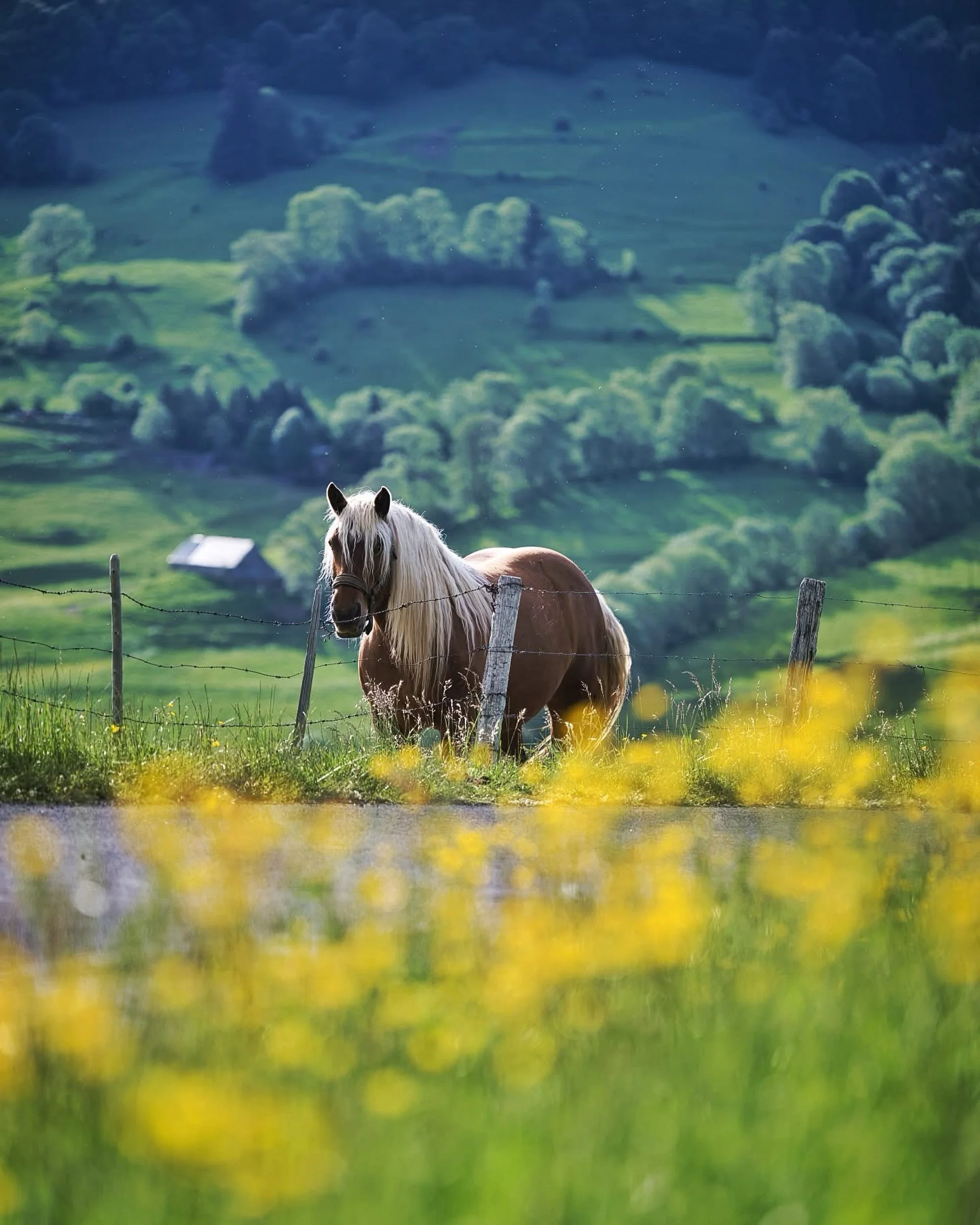 Un cheval marron et blanc dans un champ verdoyant avec des arbres et des collines en arrière-plan.