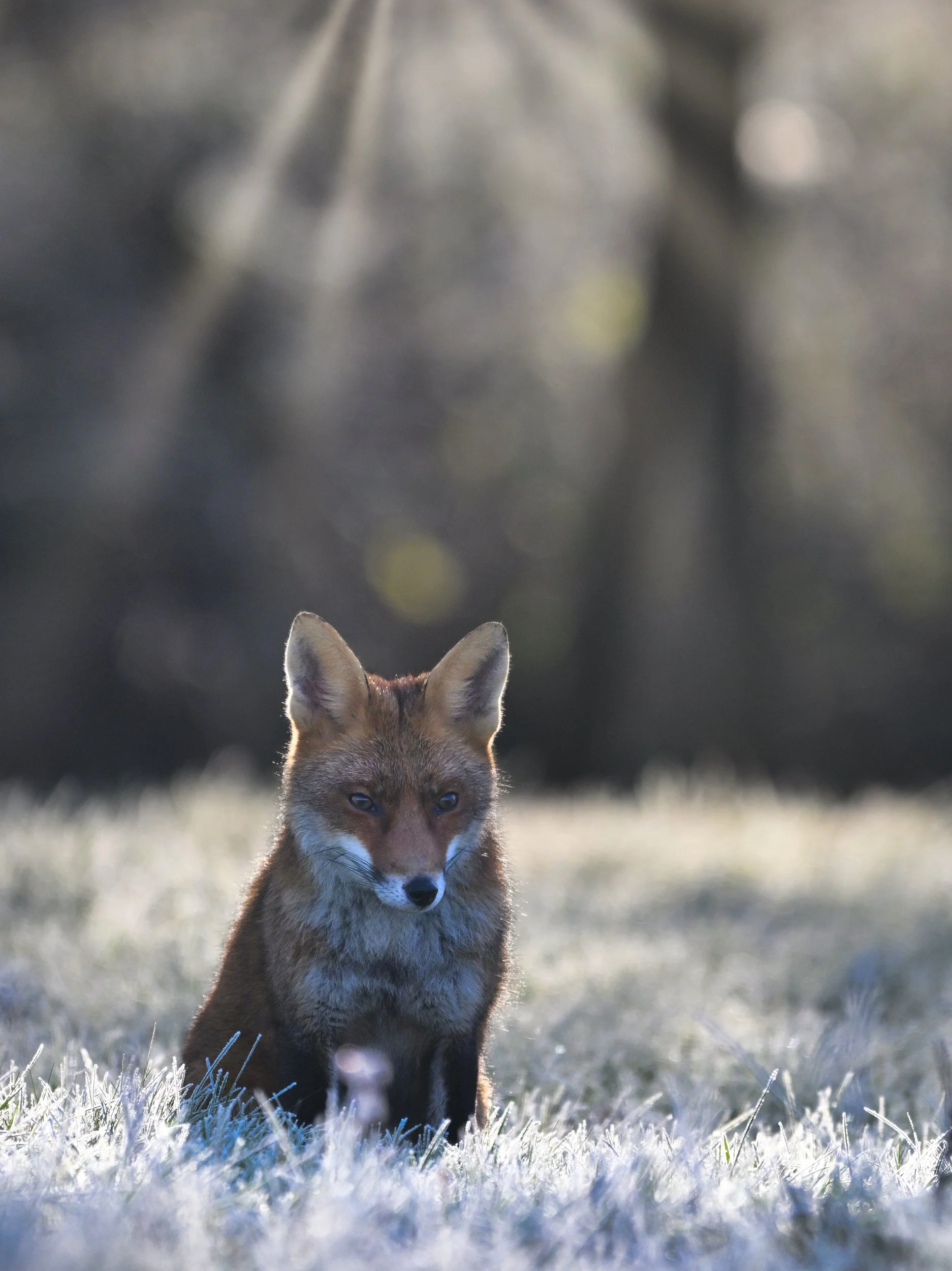 Un renard roux se tenant dans une prairie enneigée avec une forêt floue en arrière-plan.