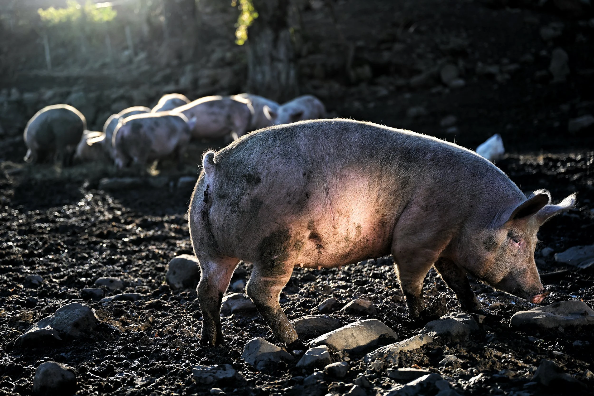 Un groupe de cochons dans un environnement naturel, certains en arrière-plan près d'une roche et d'arbres, sous une lumière de soleil douce.