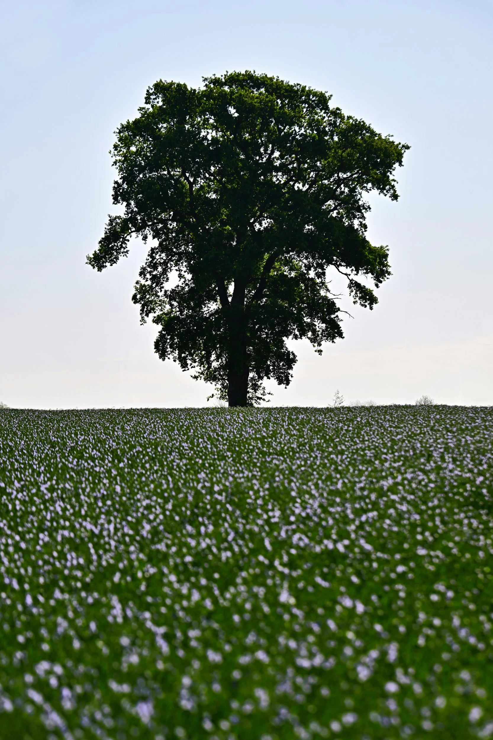 Un grand arbre au centre d'un champ de petites fleurs violettes, sous un ciel clair et ensoleillé.