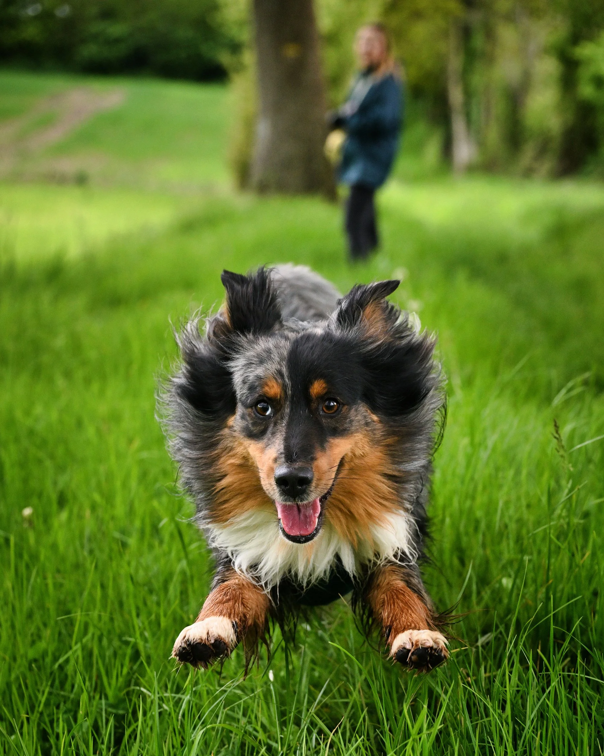 Un chien de berger australien courant dans une prairie verte, avec une personne floue en arrière-plan près d'un arbre.