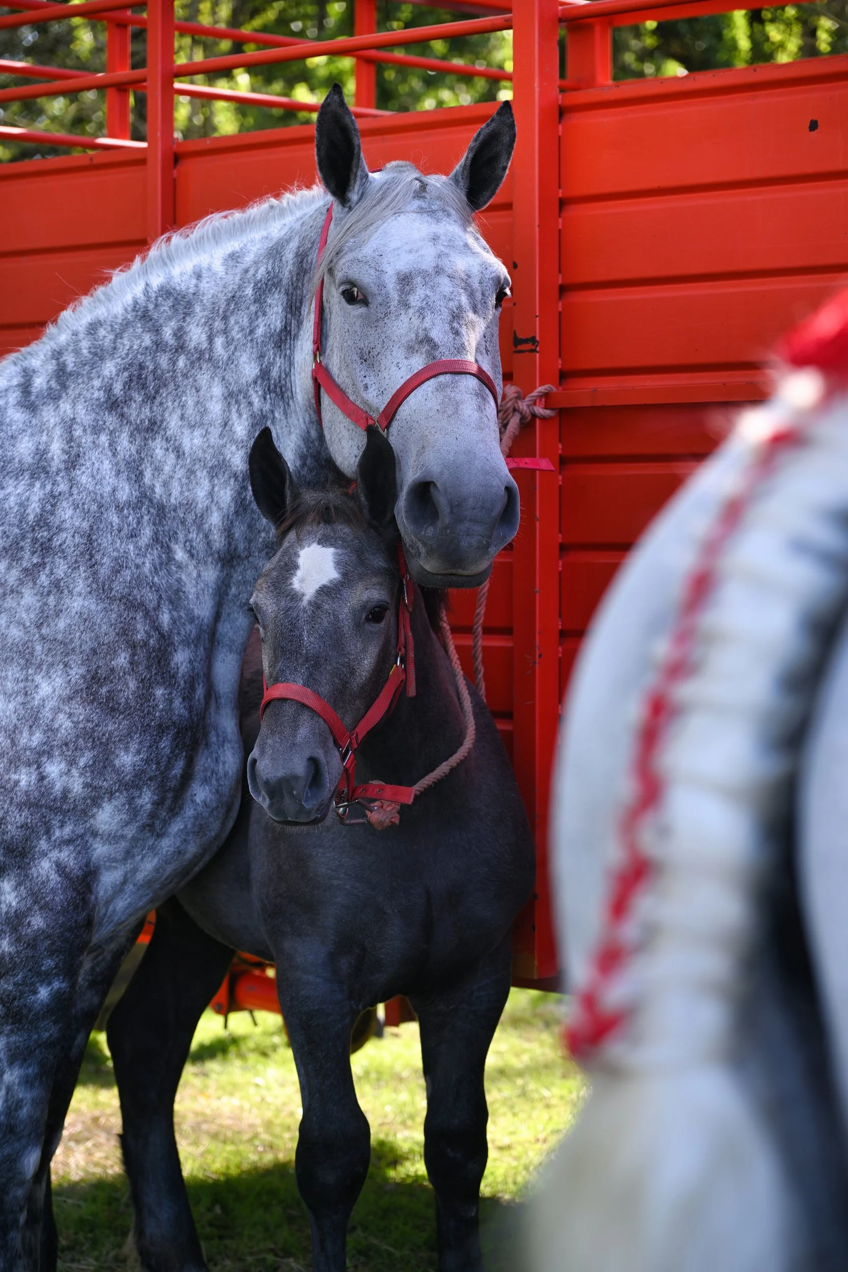 Chevaux-Harah-Hippique-024A.JPEG
