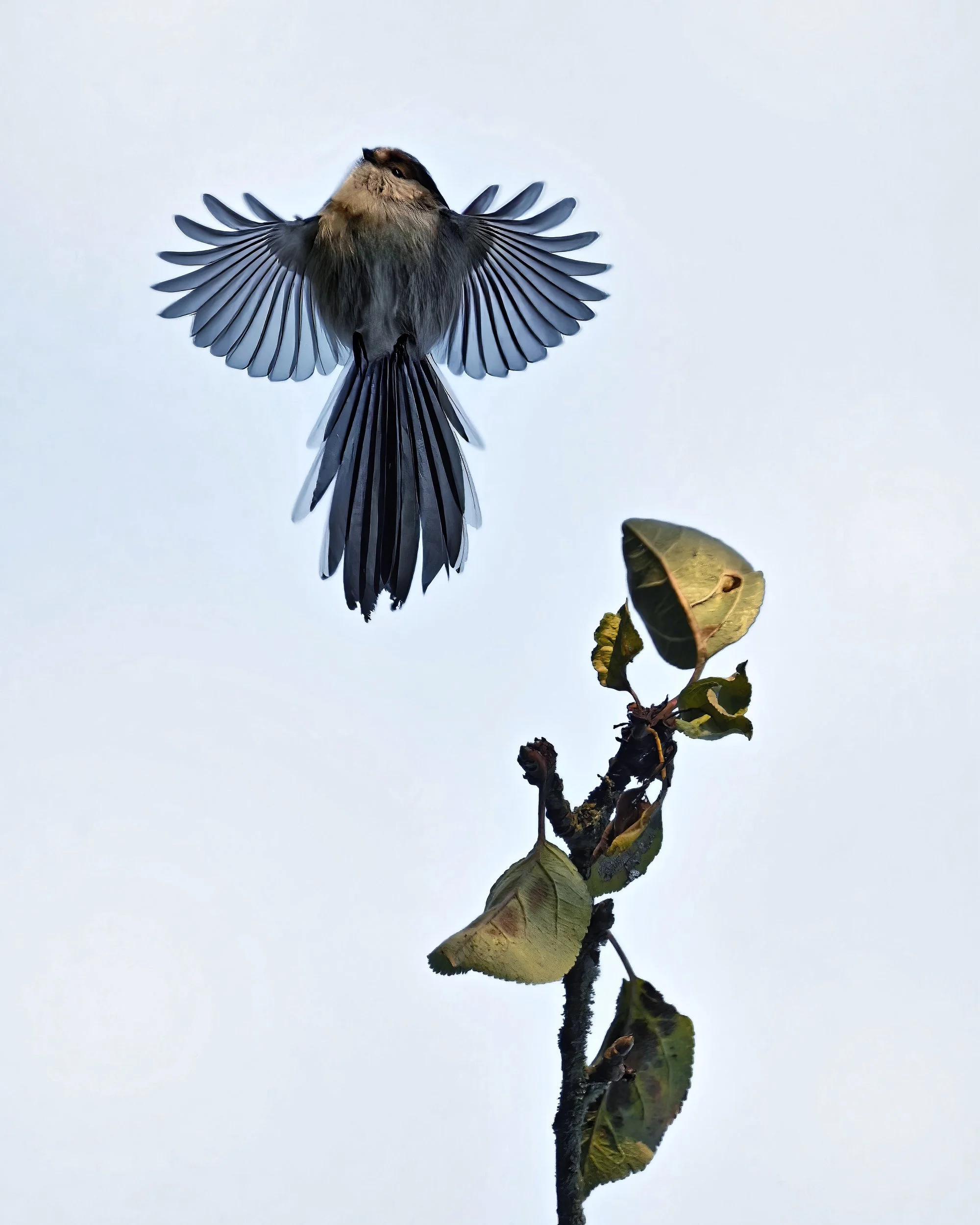 Un oiseau perché sur une branche, avec ses ailes déployées, en arrière-plan un ciel clair.