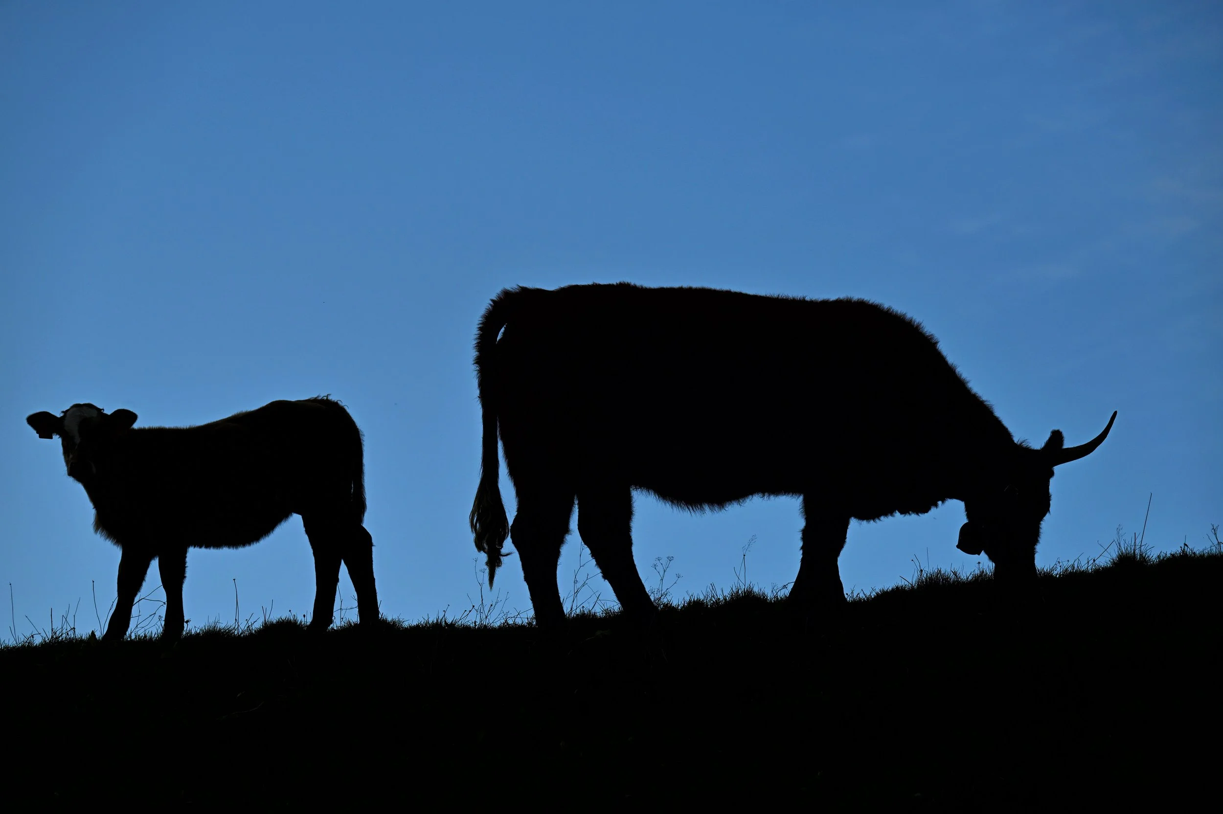 Silhouettes de trois vaches au coucher du soleil sur une colline.