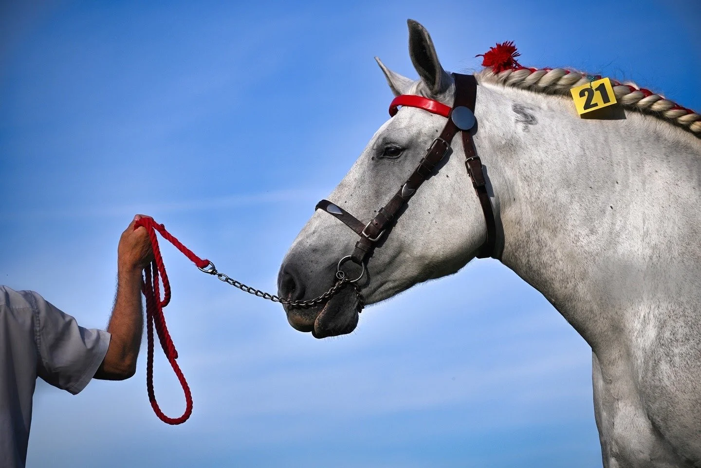 Un cheval gris avec une crinière tressée et un numéro 21 attaché à sa selle, tenu par une personne avec une bride rouge, contre un ciel bleu.