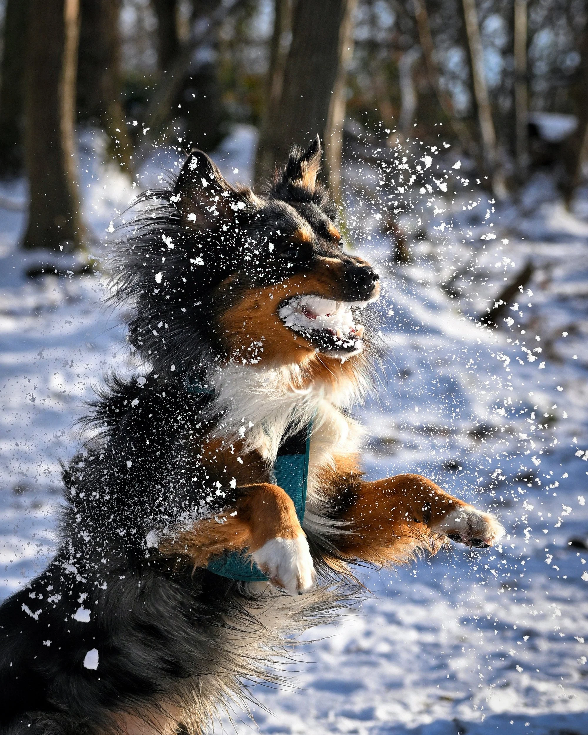 Un chien de race berger australien joue dans la neige, lançant des flocons en l'air avec sa bouche, en forêt par temps hivernal.