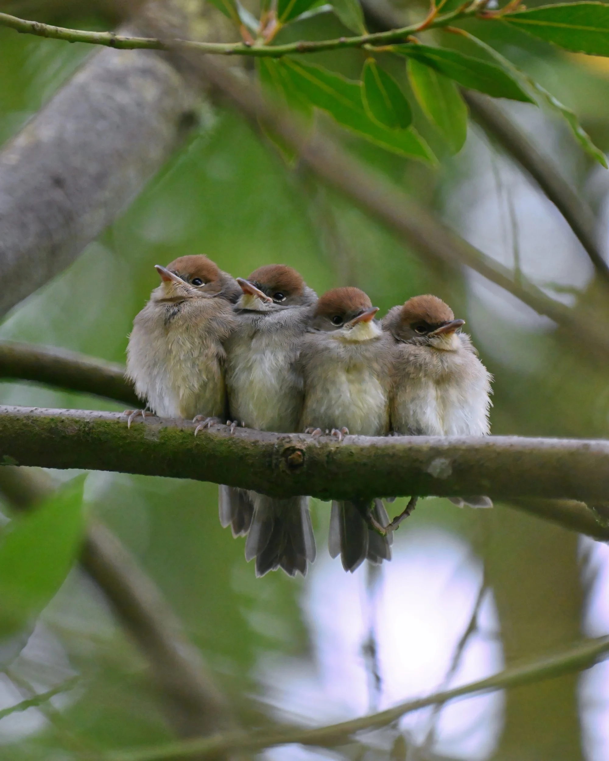 Six petits oiseaux perchés sur une branche d'arbre, avec des feuilles vertes en arrière-plan.