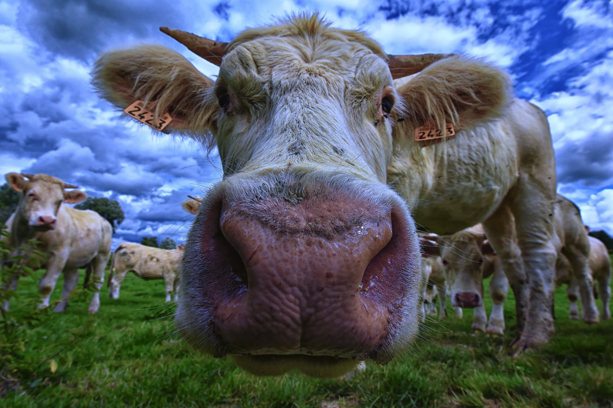 Une vache beige s'approche de la caméra, avec un étage rocheux et plusieurs autres vaches en arrière-plan, sous un ciel nuageux.