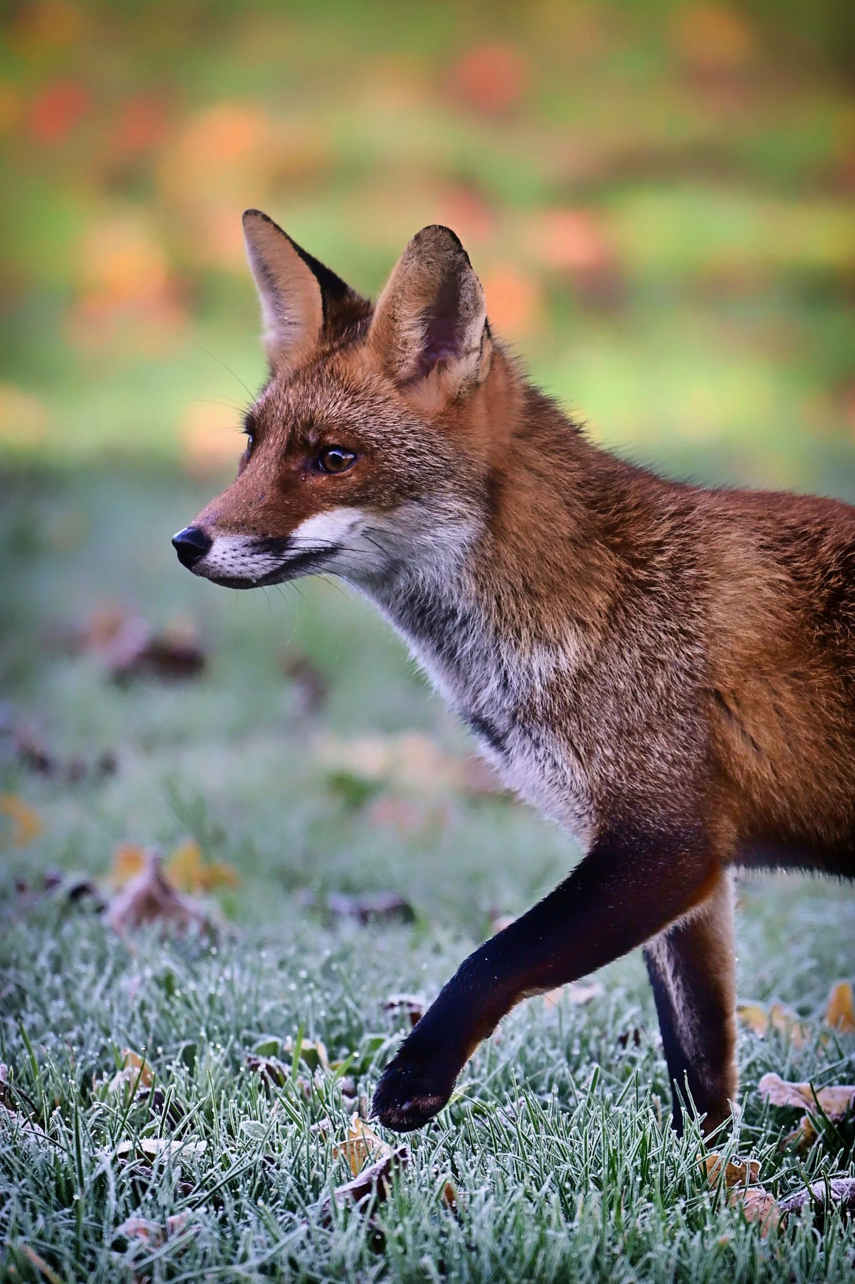 Renard brun avec une fourrure épaisse dans une forêt verte