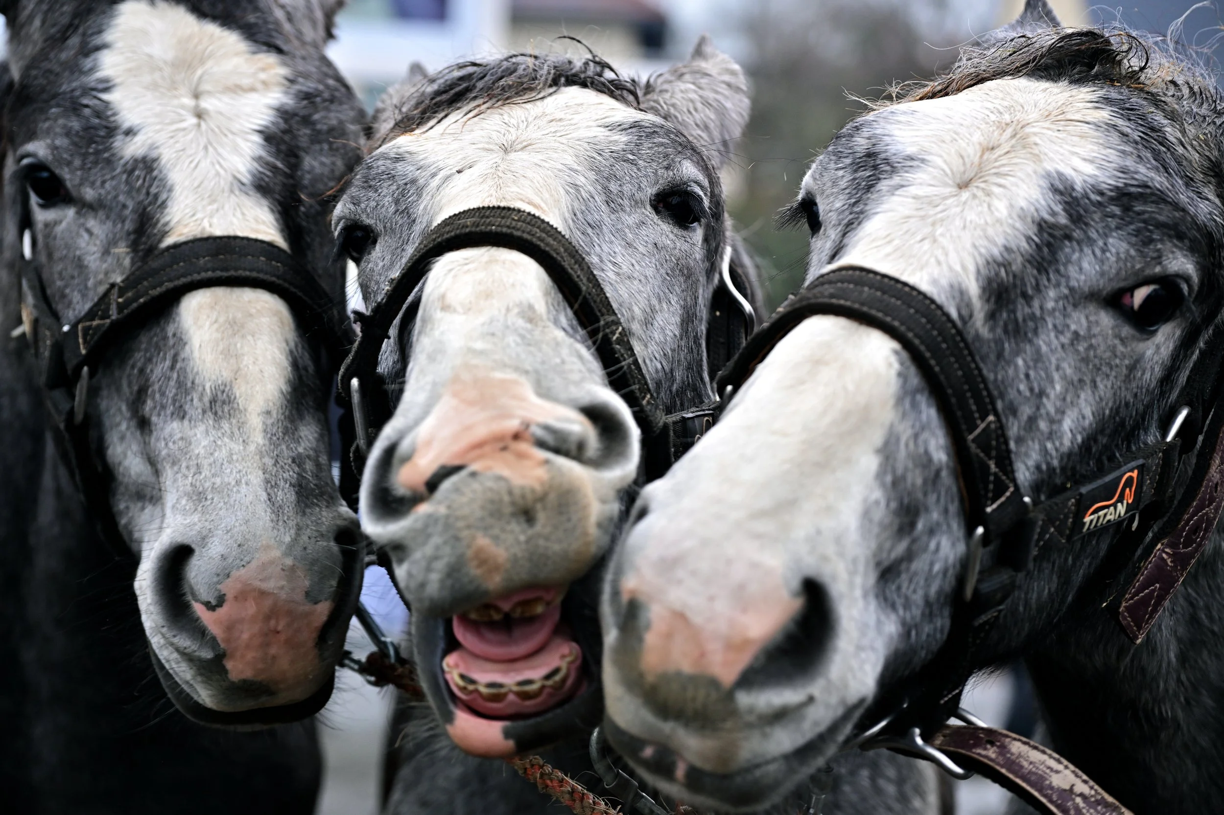 Trois chevaux gris avec taches blanches proches de la caméra, montrant leur tête et leur visage, avec des brins d'herbe dans la bouche et des harnais.
