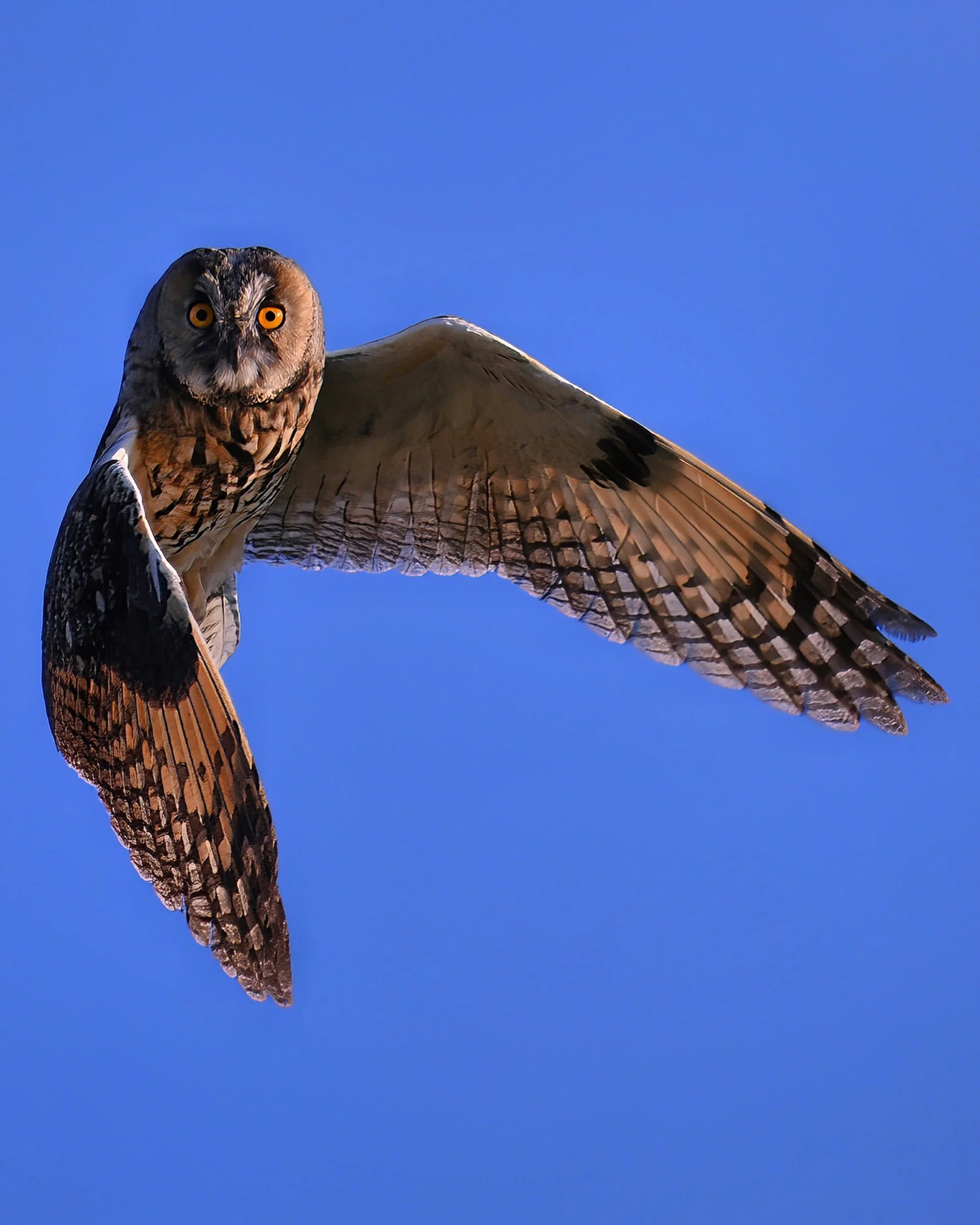 Faucon à plumes marron avec ailes déployées dans un ciel bleu vif.
