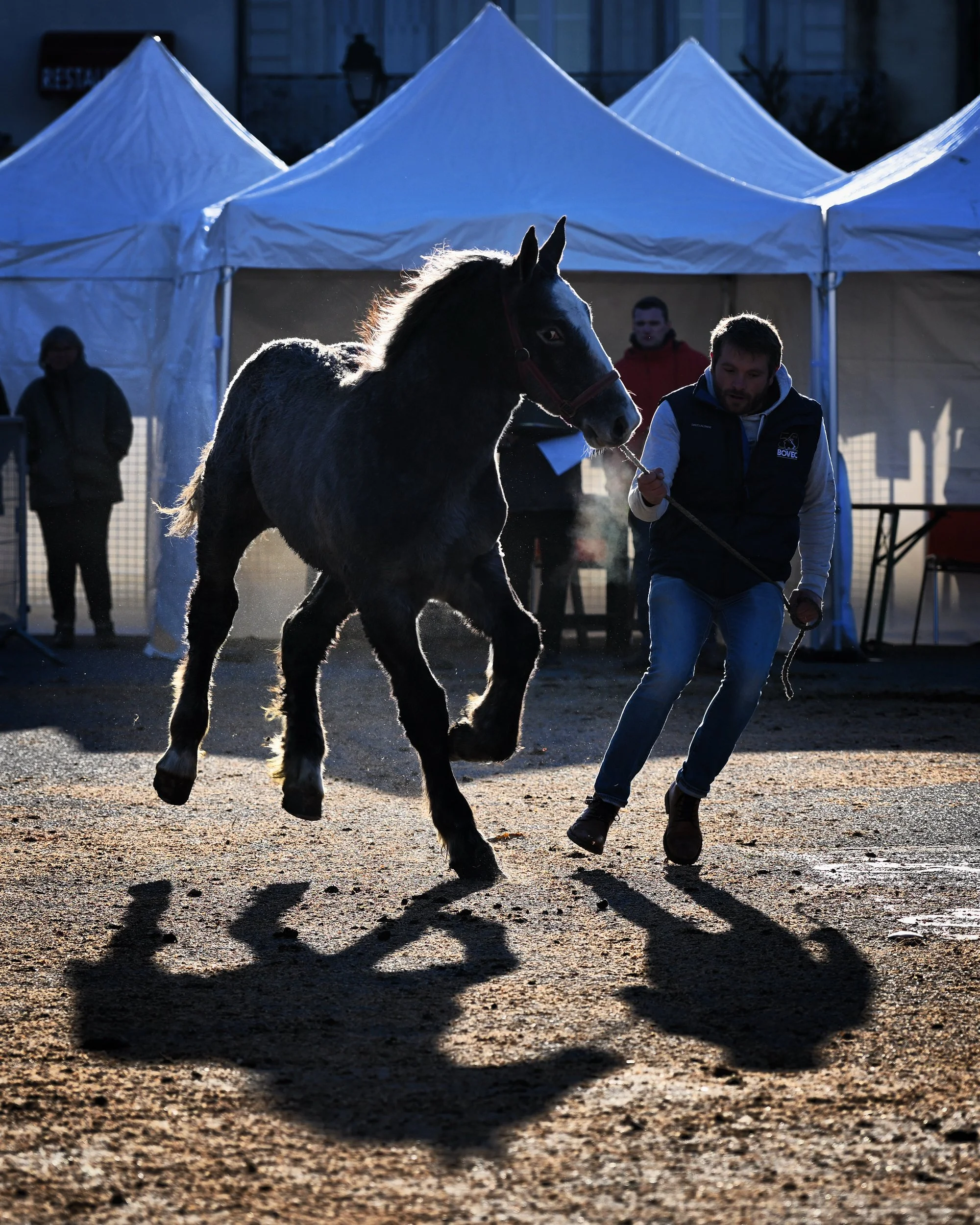 Chevaux-Harah-Hippique-008A.JPG