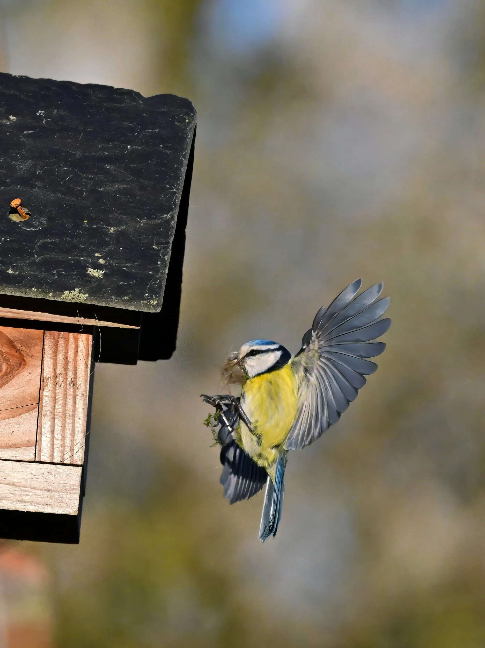 Un oiseau bleu et jaune, probablement un mésange, en vol près d'une mangeoire en bois, dans un environnement naturel, en arrière-plan un mur flou.