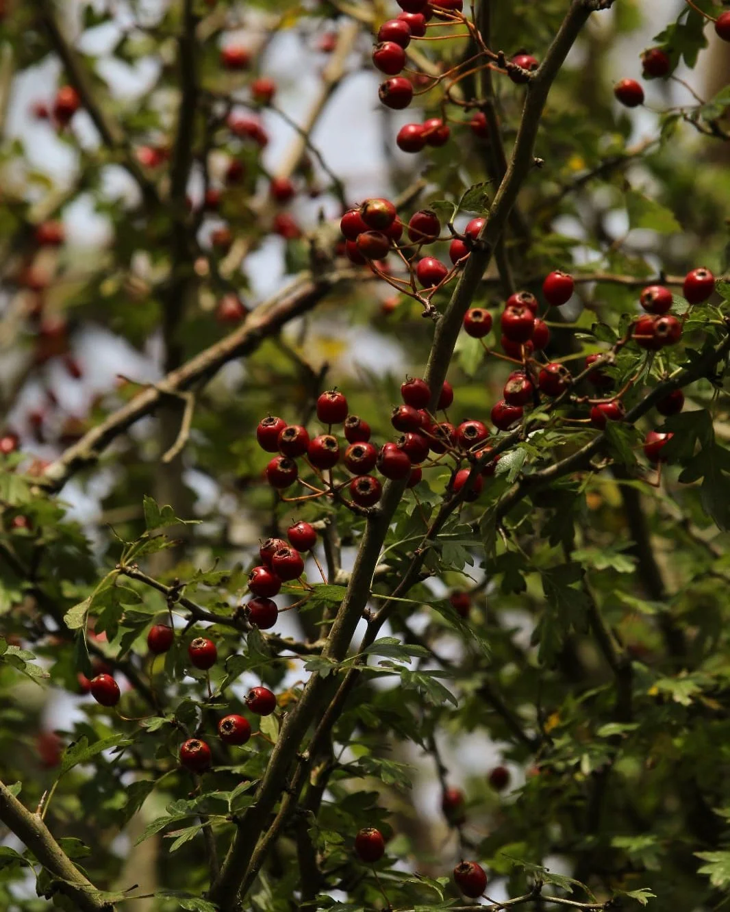 It's berry season 🍇

The hedgerows are plentiful this time of year! 

Wild birds making the most of natures harvest, squirrels storing up nuts for the winter season fast approaching... ❄️

I was always told that when you see trees heavy laden with b