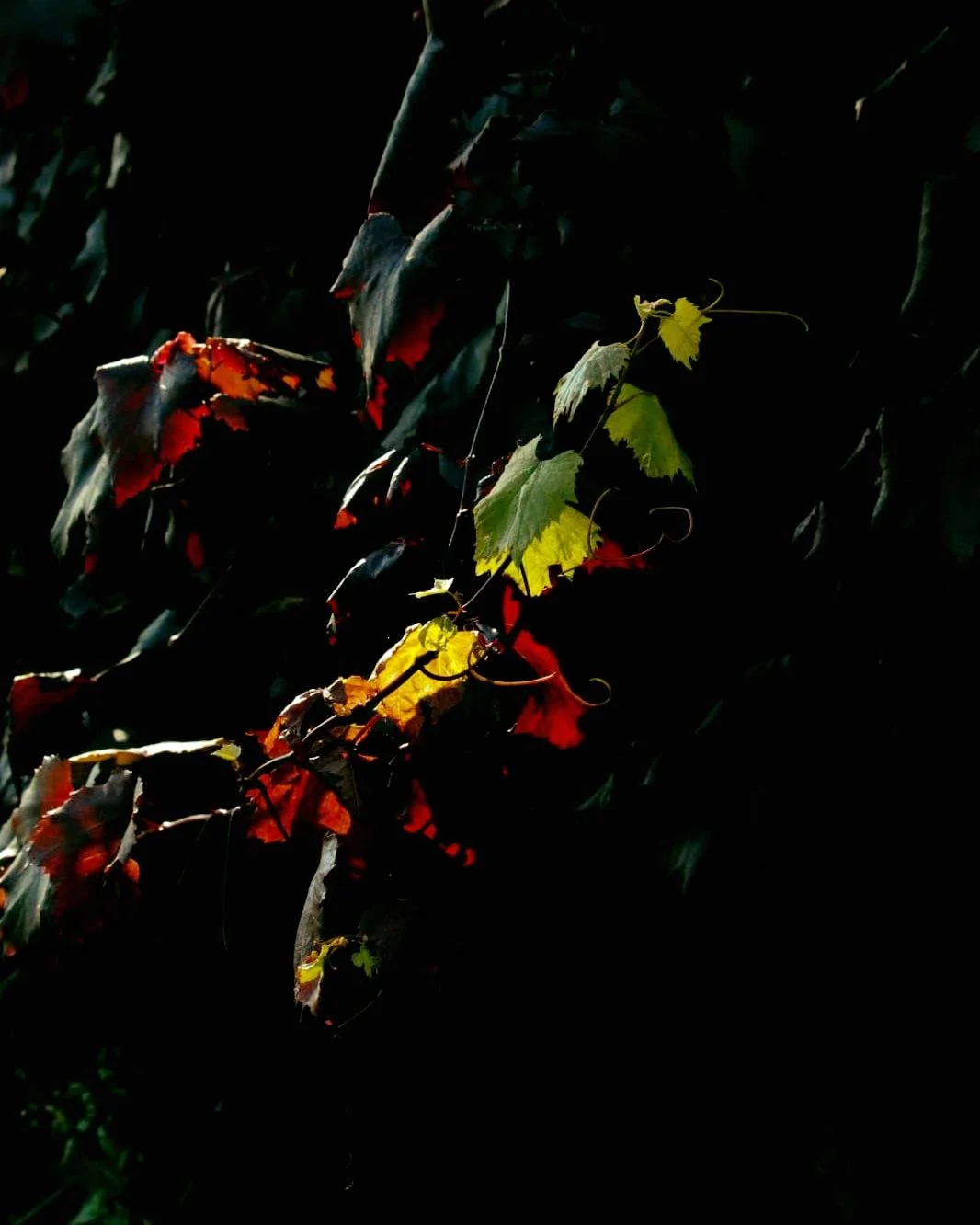 October sunshine 🌞

The hedgerows are bursting with juicy berries, the ponies are enjoying the warm autumnal sunshine, and I'm basking in all of October's beauty 🧡

#countryside #countrylife #countryroads #countryliving #cornwall #cornwalllife #aut