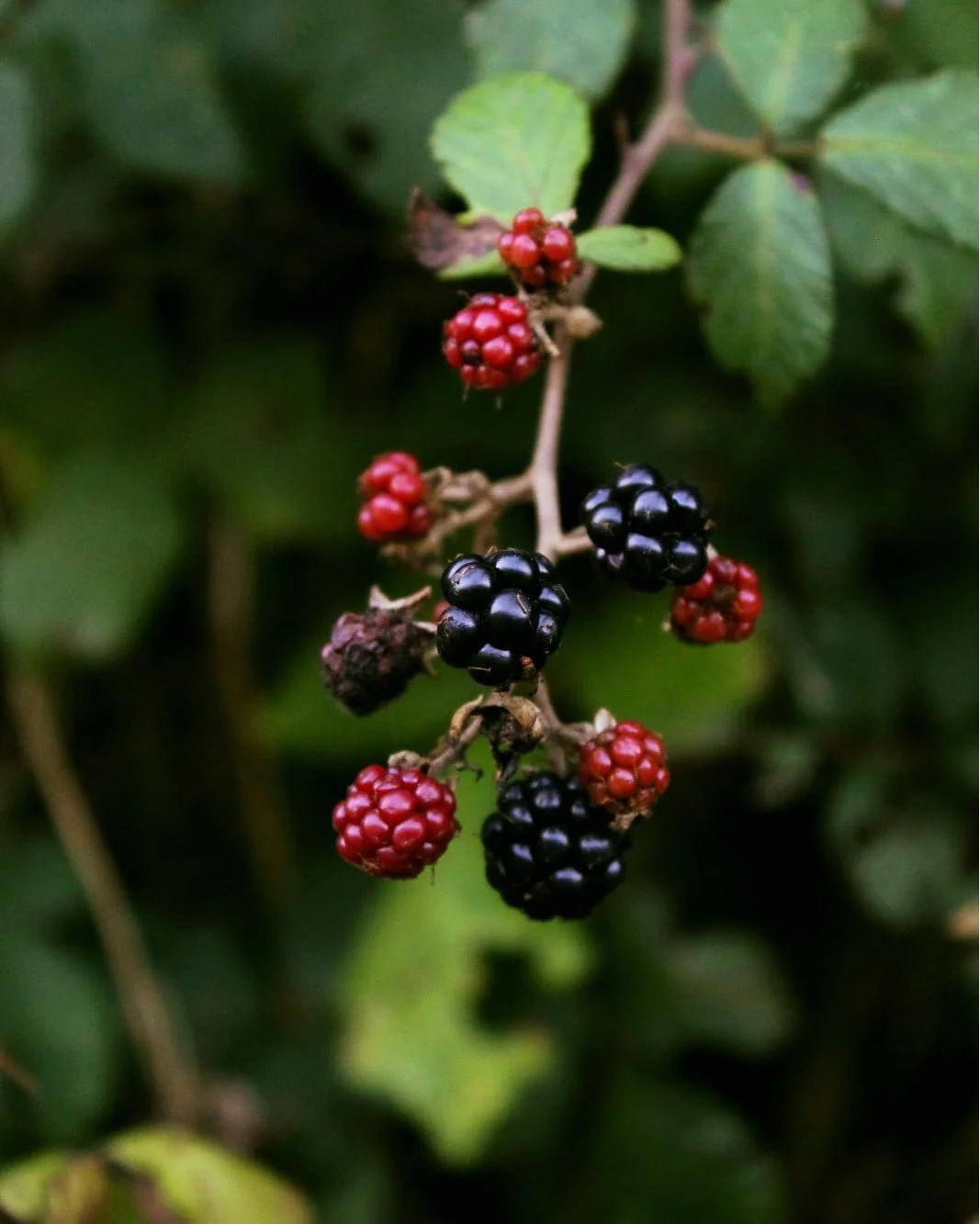 The weather has been pretty bleak here in Cornwall this past week 🌧️

So, here are some hedgerow jewels to brighten up the mood 🍂

#hedgerows #cornishhedgerows #cornishautumn #berries #autumnfruit #autumntreasures #brightcolours #moodlifting #autum