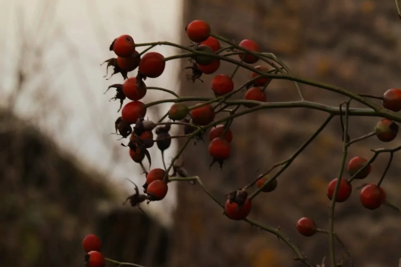 December in the countryside