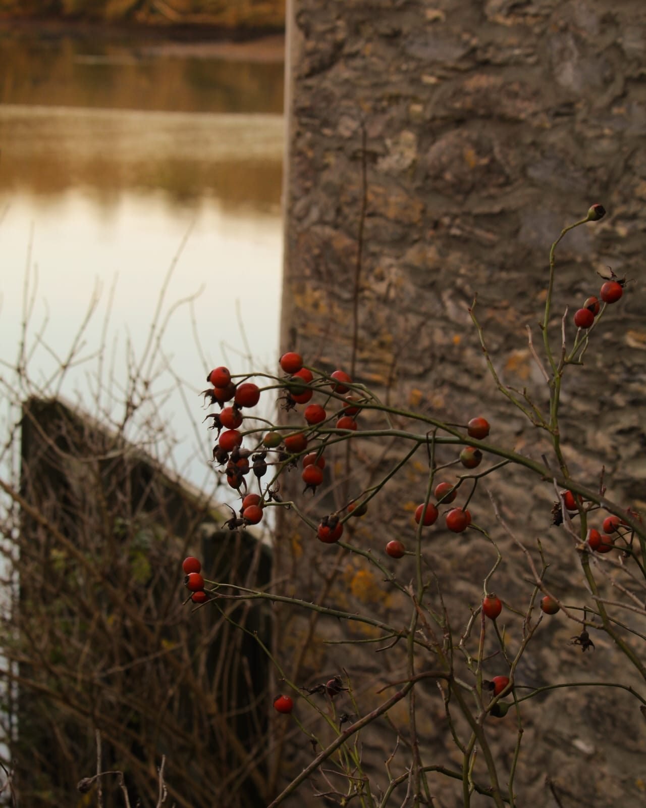 Before winter arrives, we get to soak in the beauty of autumn: 
🍁 Golden leaves 
🍂 Burnt-orange tones 
🍇 Red berries 
🌳 Bare trees silhouetted against deep orange sunsets 

It&rsquo;s something to savour. 

What part of autumn takes your breath a