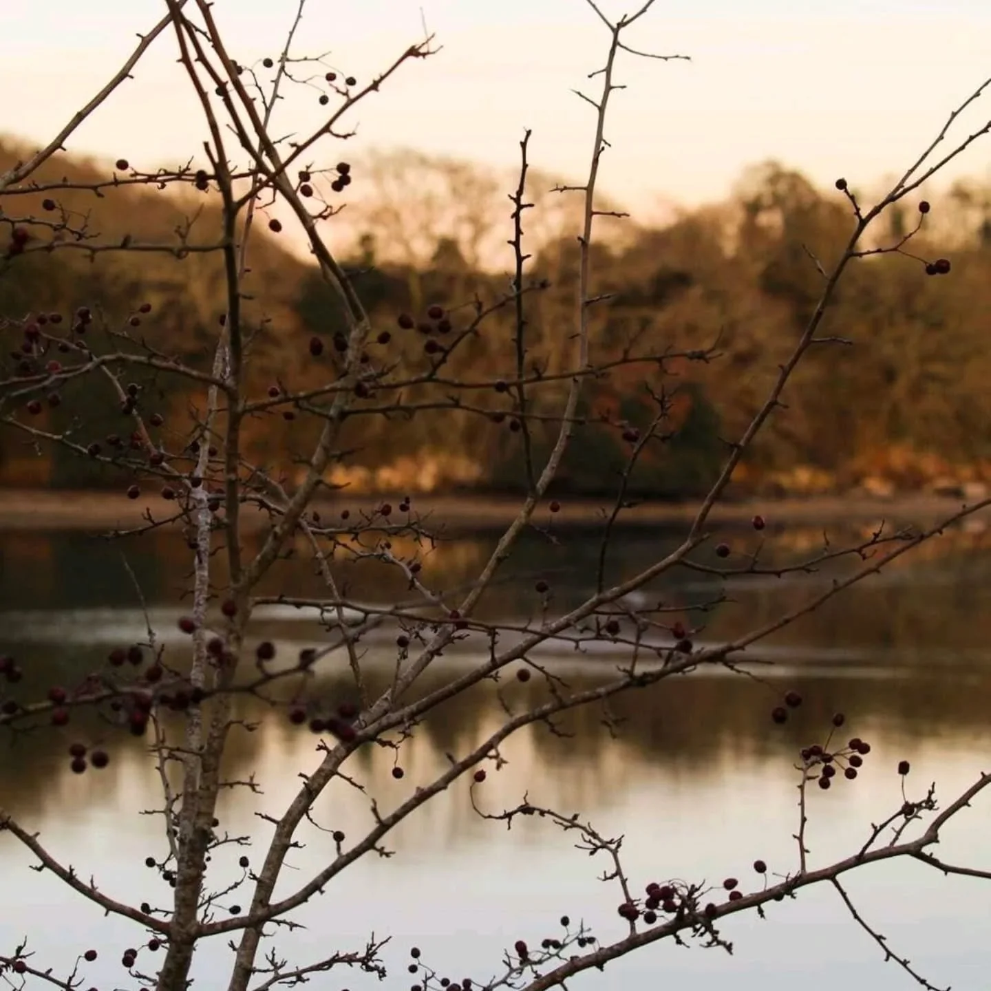 A lot happens within a year.
Challenges. Wins. Milestones. Grief. Celebration.

Christmas is loud with sparkle and indulgence&hellip;
But December &mdash; especially here, out in nature &mdash; asks a different question:

Are we too quick to usher in