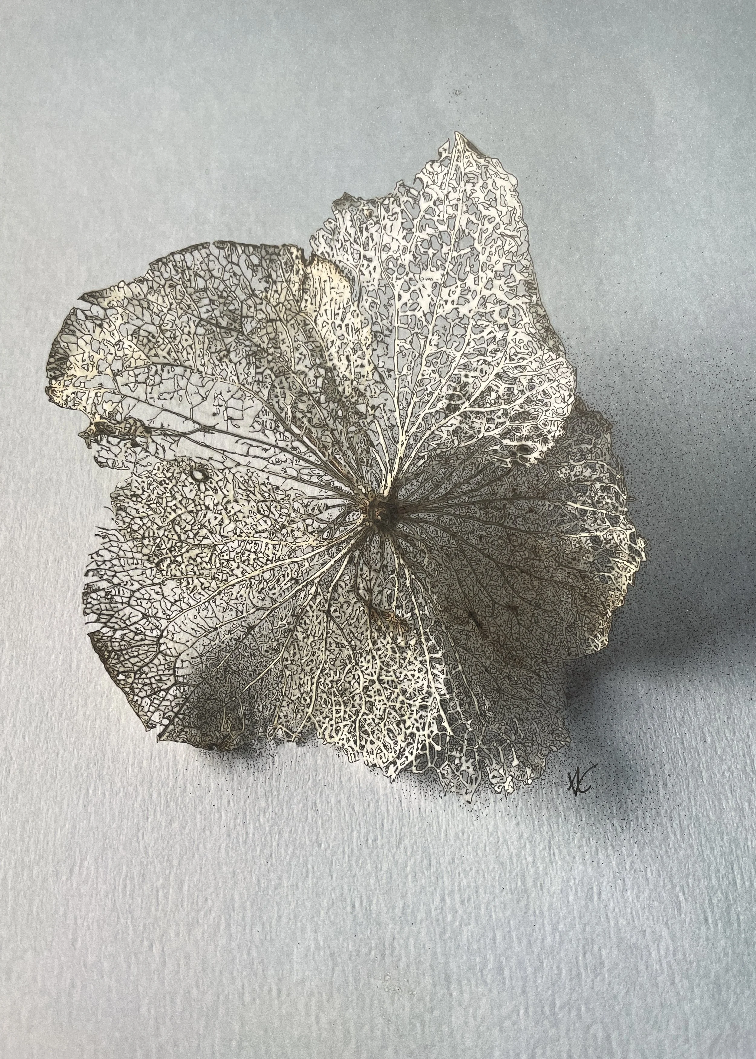 Hydrangea Skeleton in Watercolour and ink