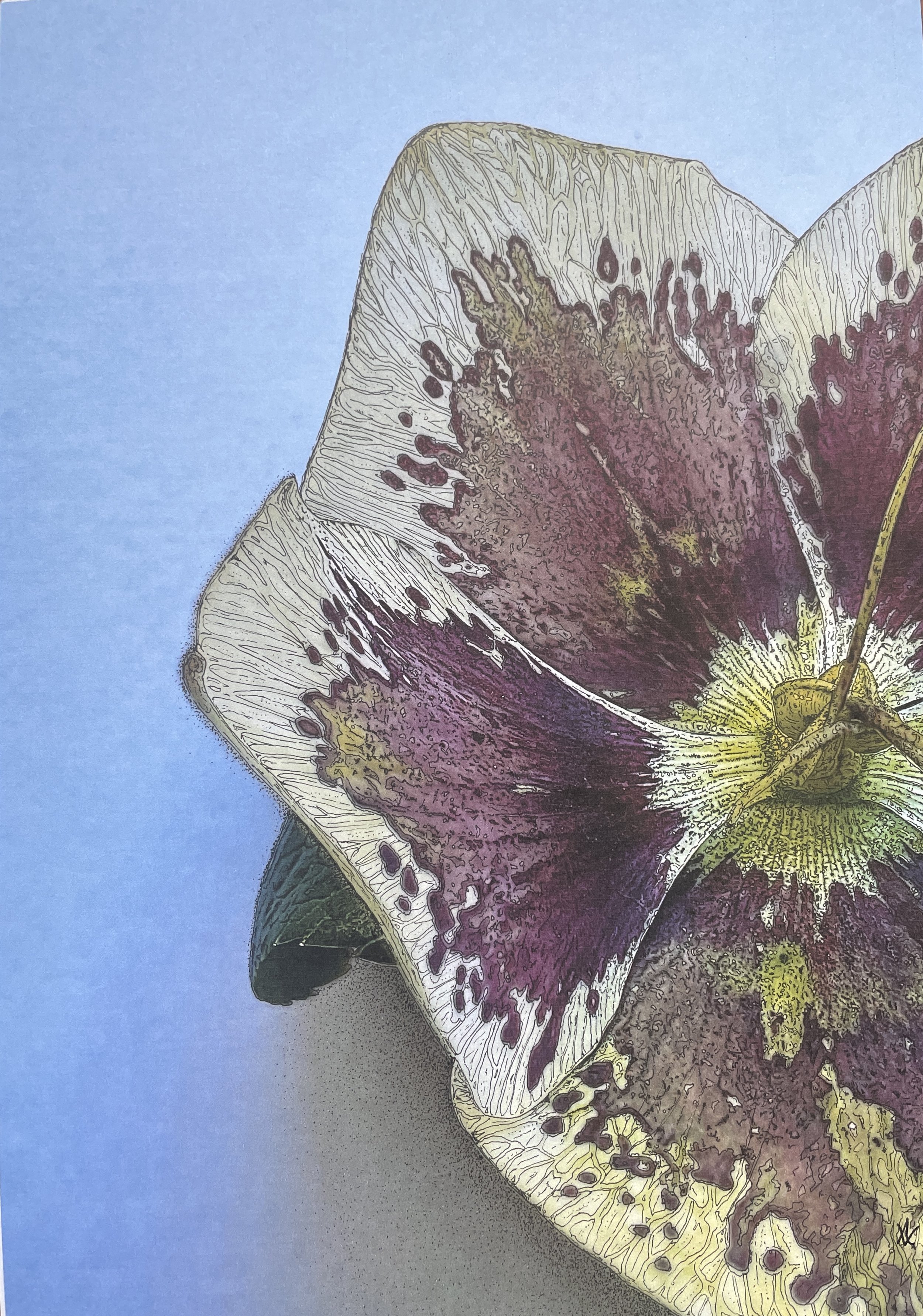 Hellebore 1 in watercolour and ink