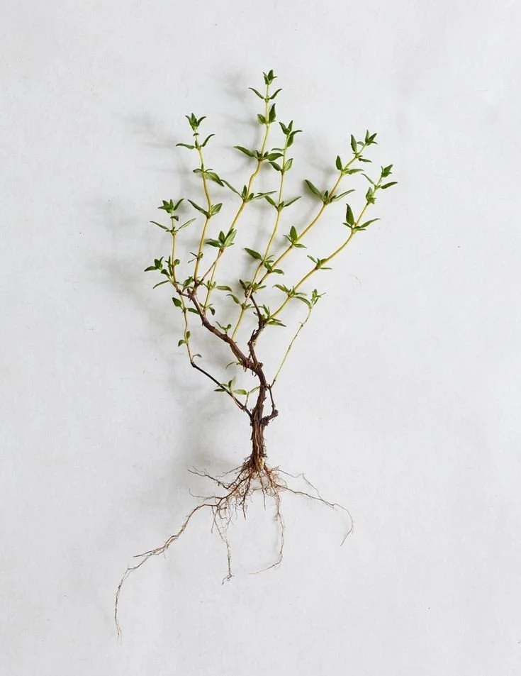 Functional Diagnostic Nutrition®