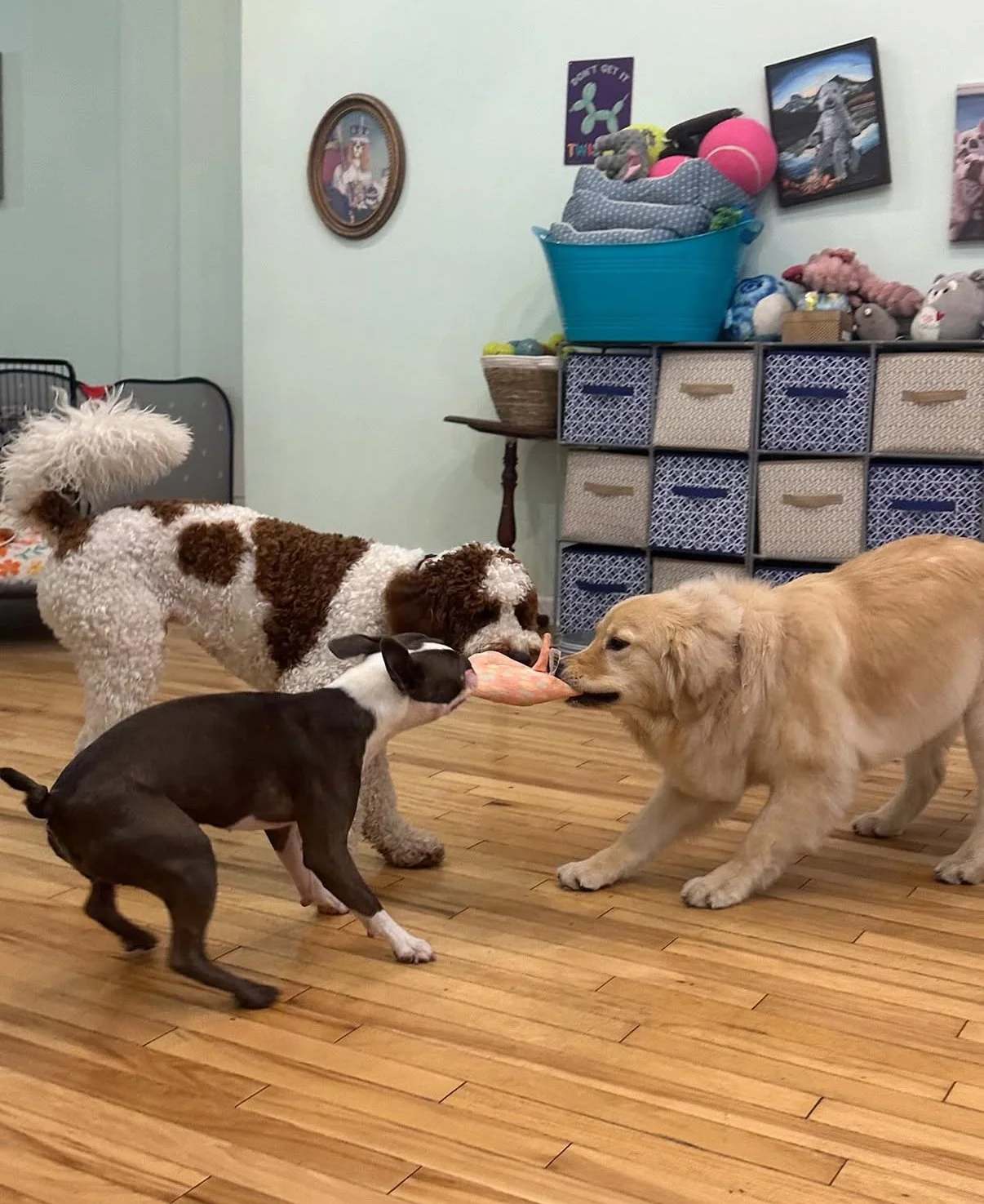 Three dogs playing and engaging in a tug of war over a toy in a room with hardwood floors, a light mint wall with framed pictures, and a storage unit with baskets and stuffed animals.