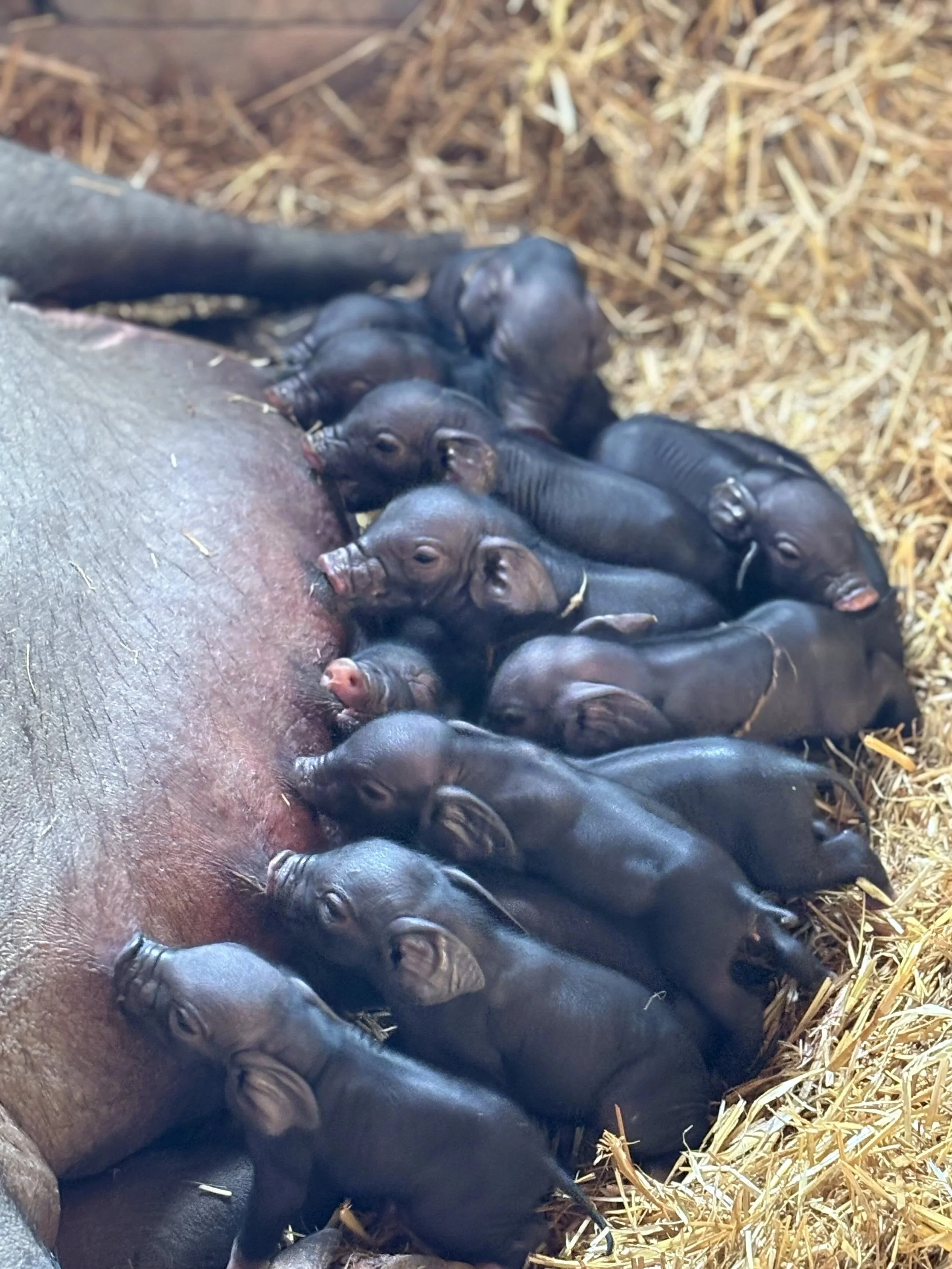 Meishan piglets nursing at mom's side in an open stall.