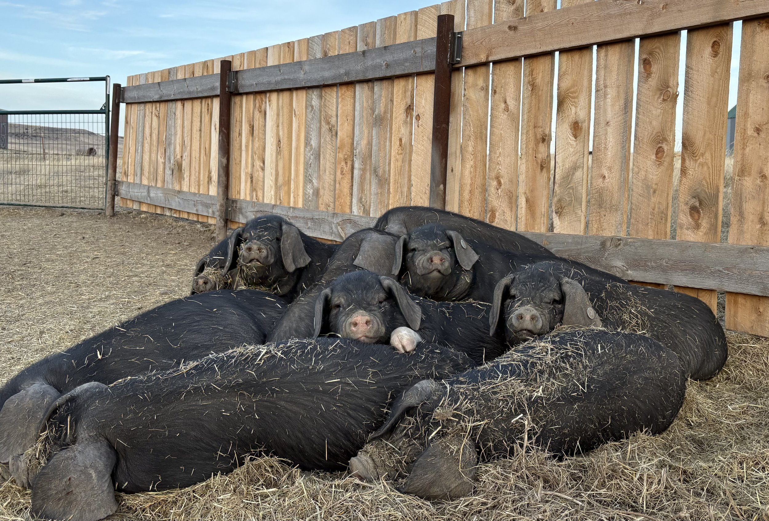 Meishan pigs cuddled in a pile.