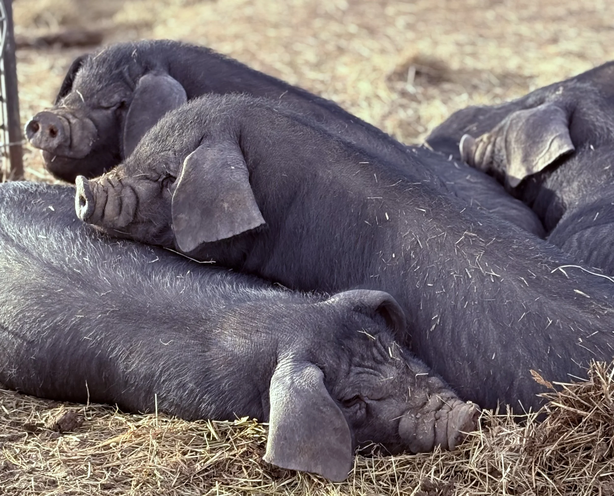 Meishan feeder pigs lounging together outdoors.