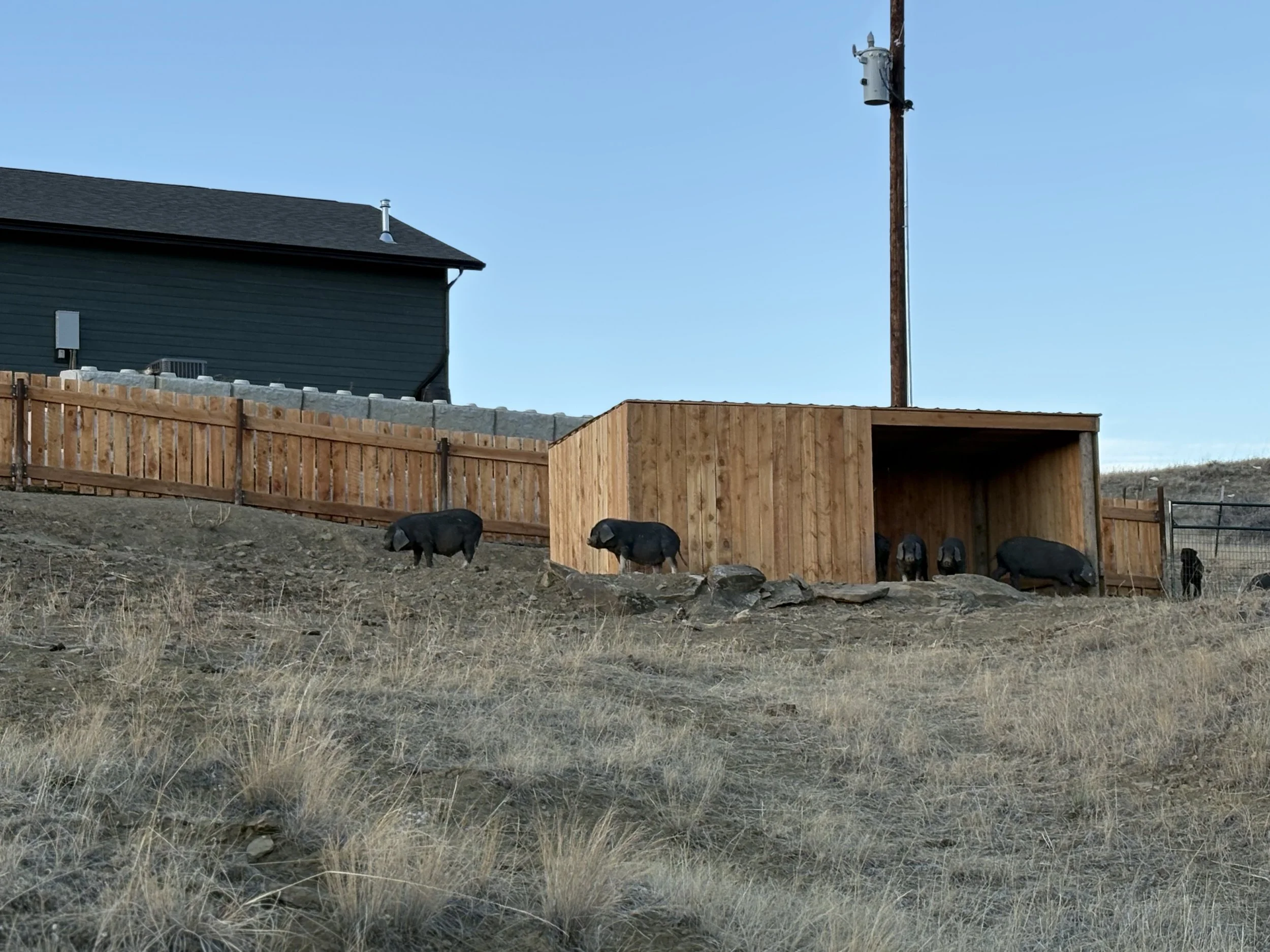 Meishan pigs resting outside a field shelter.