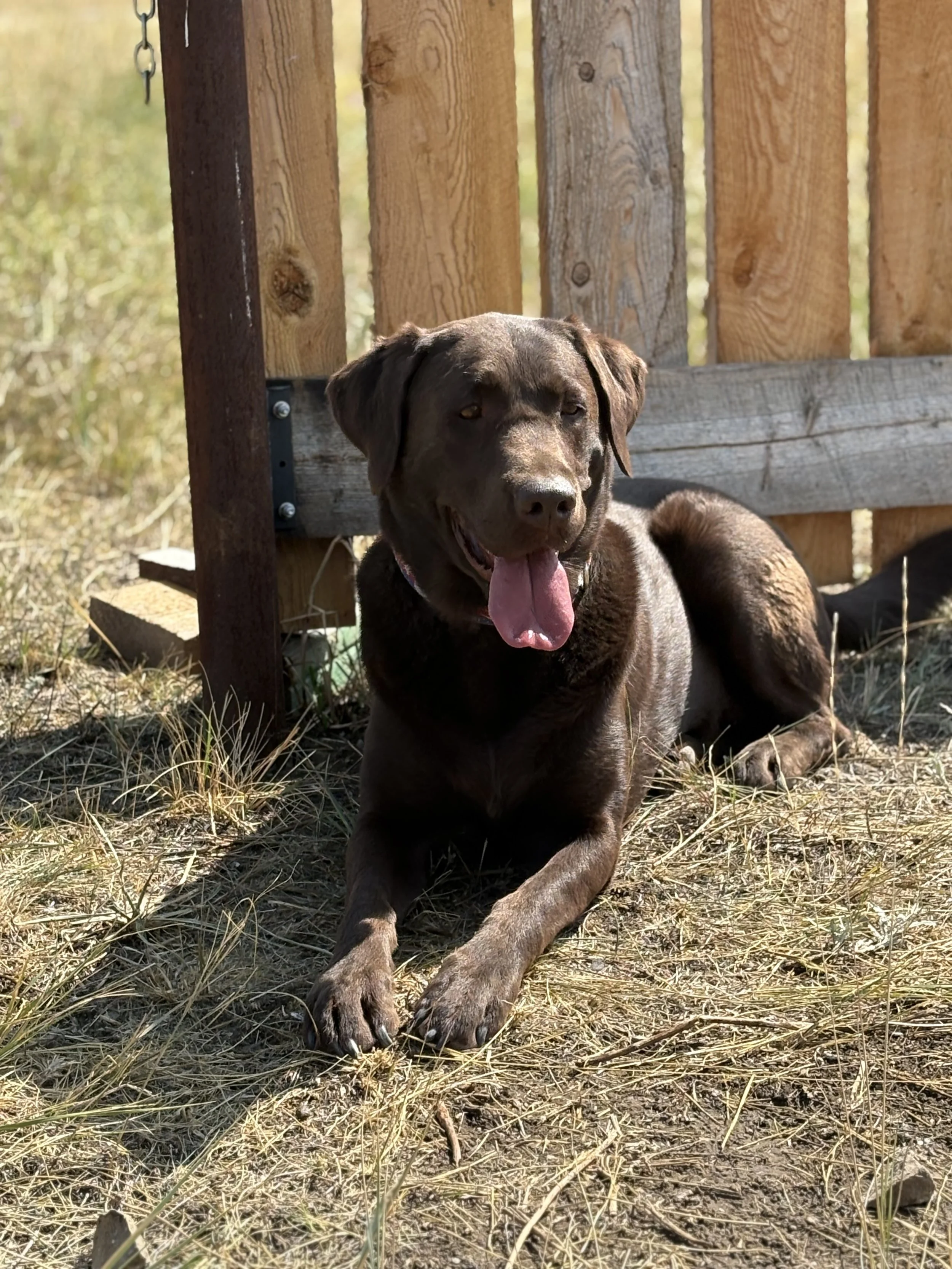 Chocolate lab laying down in next to a wooden fence..