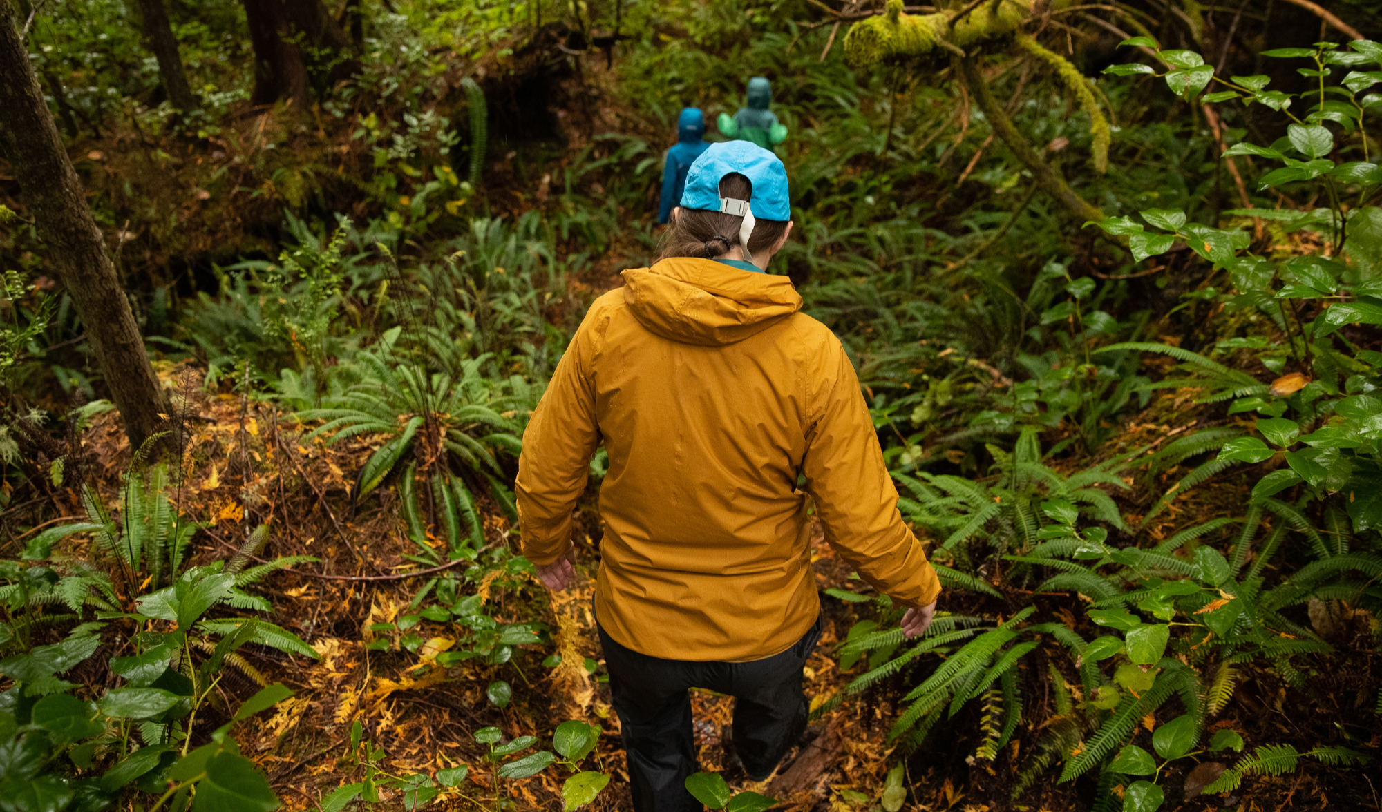 People hiking through a dense, lush forest trail, wearing rain jackets and hats.