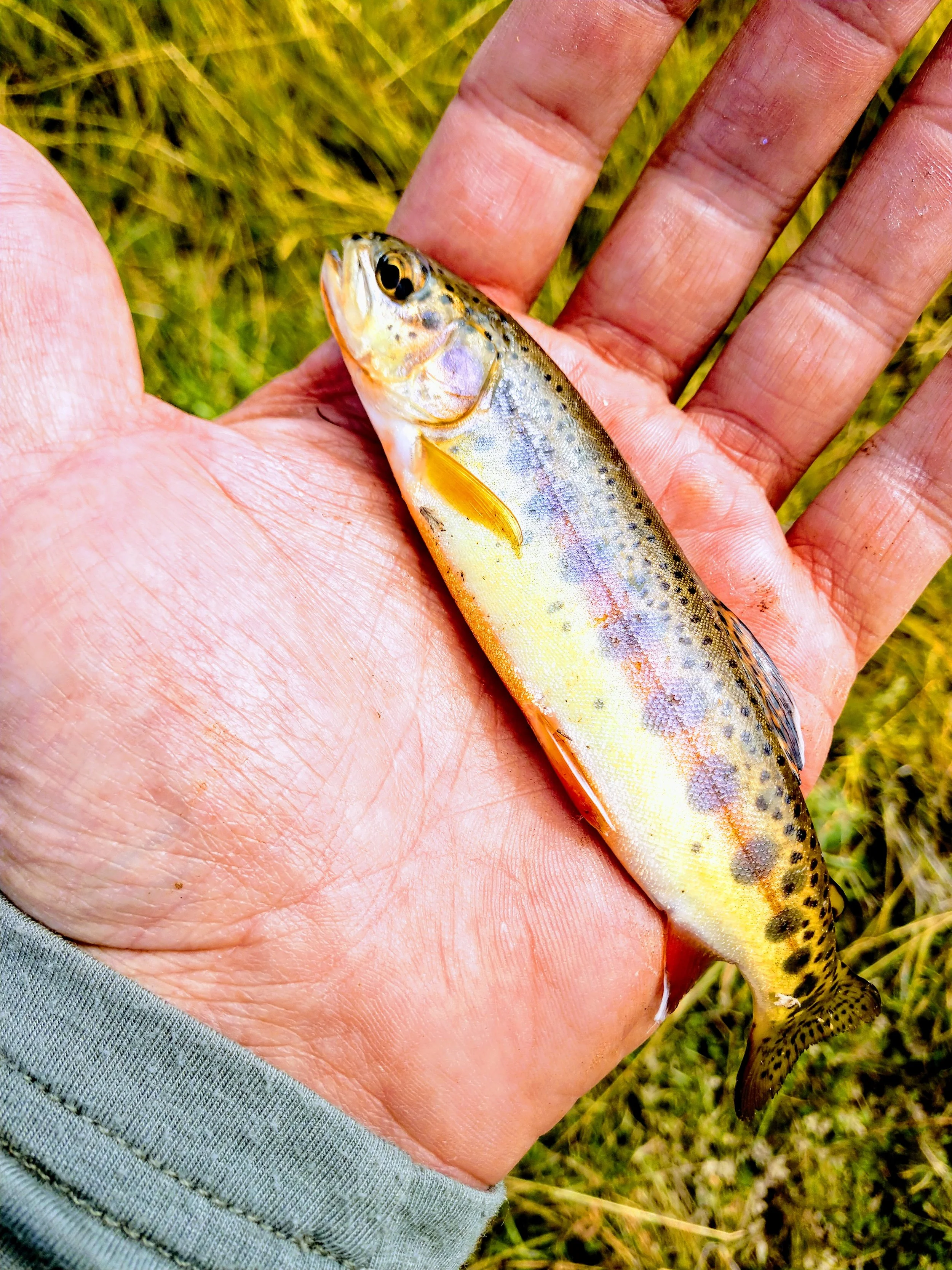Golden Trout of California