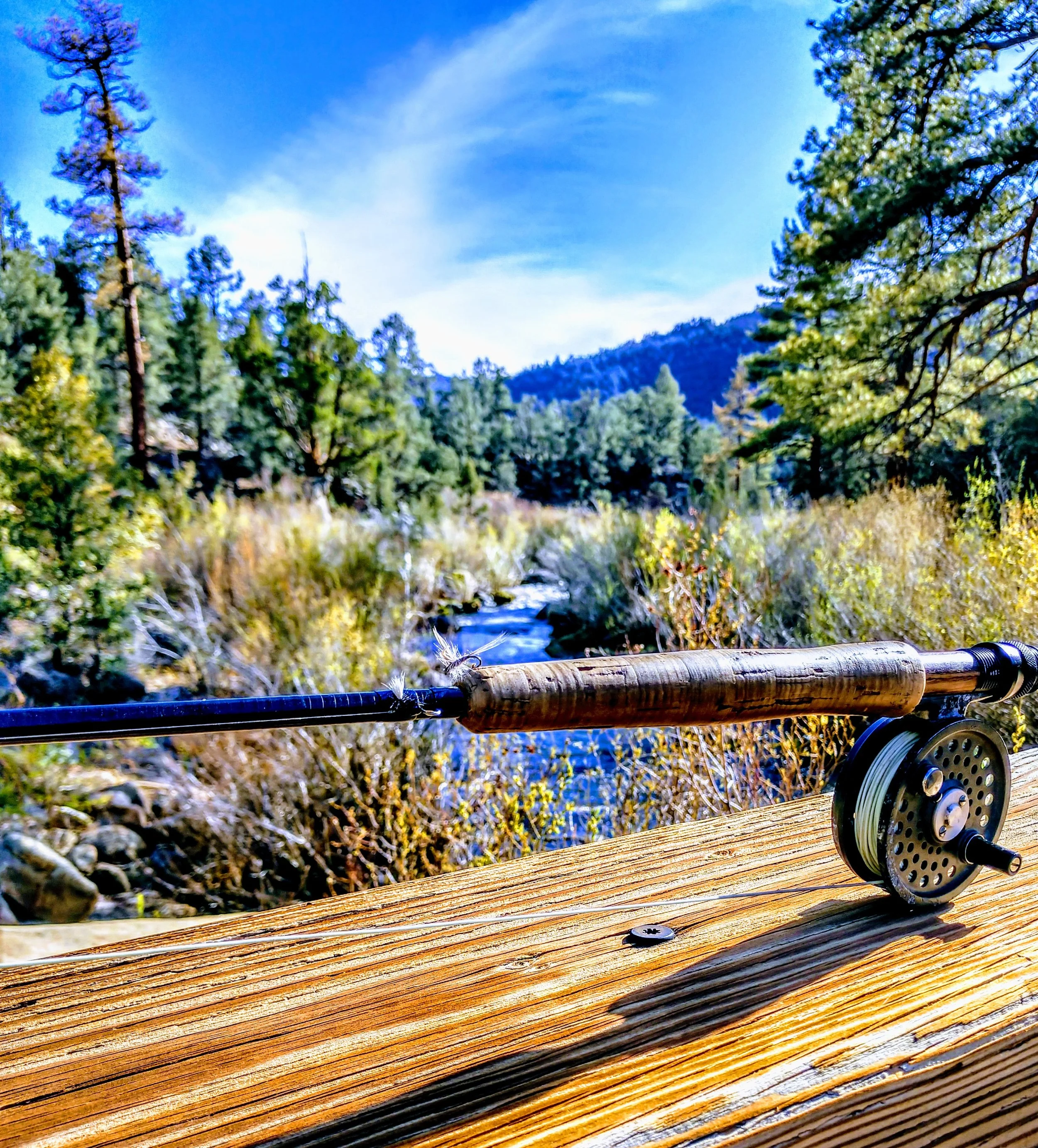 Trout of South Fork Kern River
