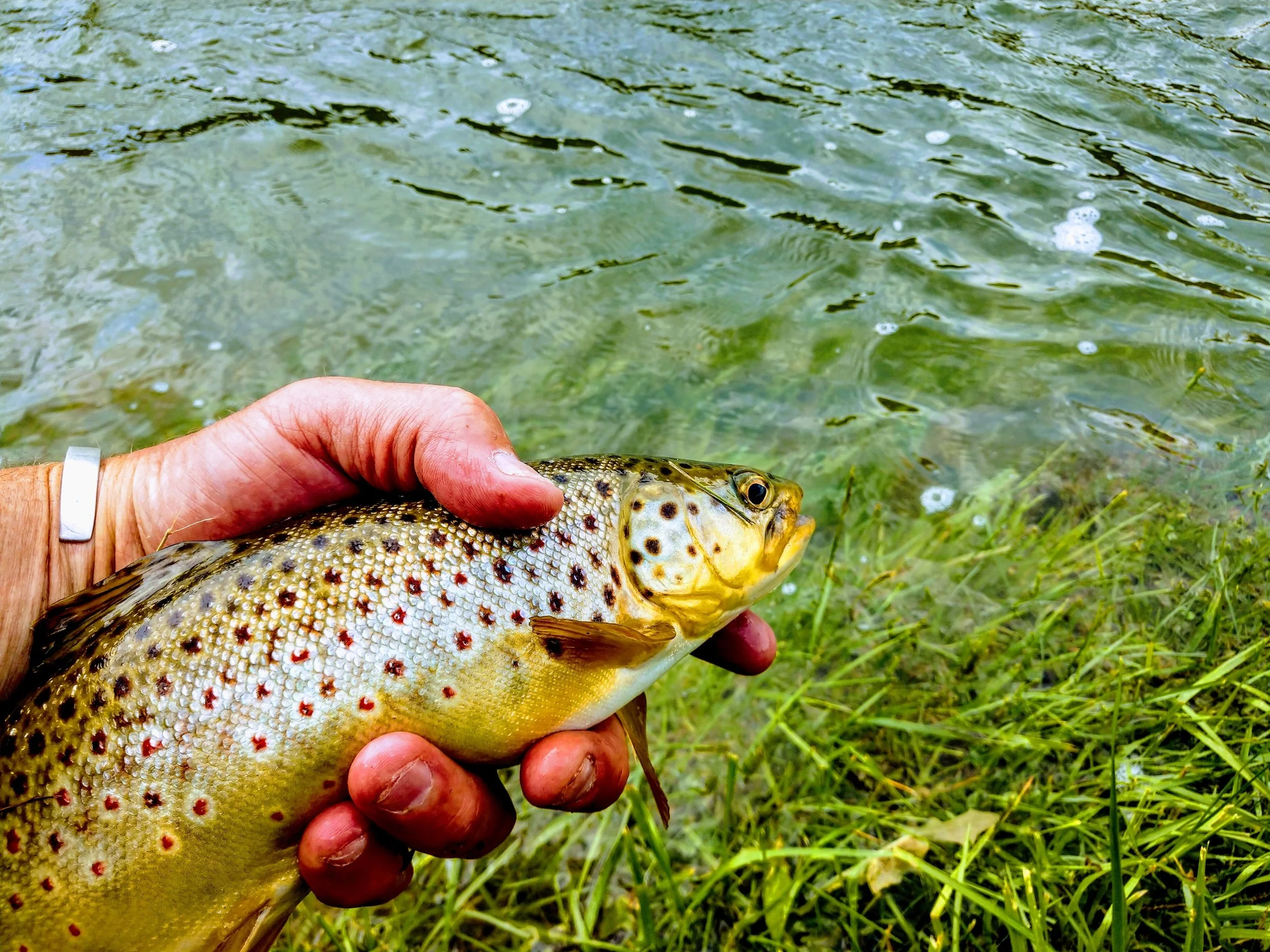 Brown Trout Whiteriver brookville indiana