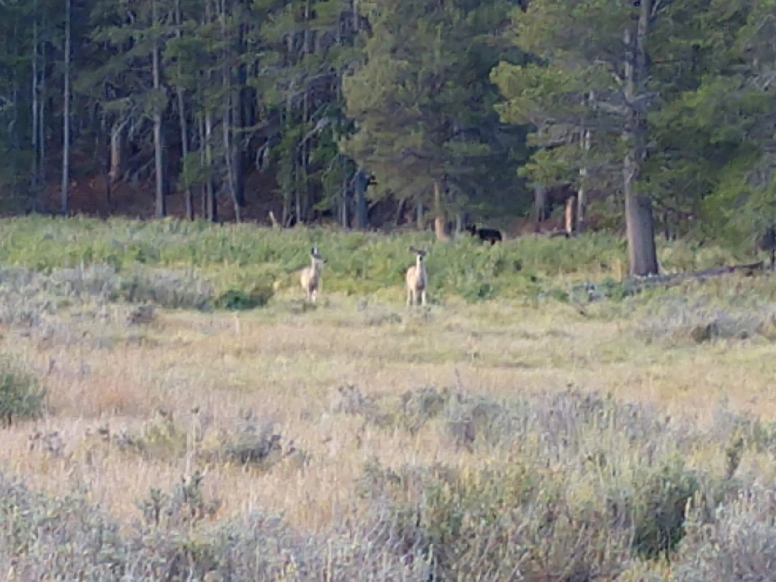 mule deer monache meadow sierra nevada mountains california