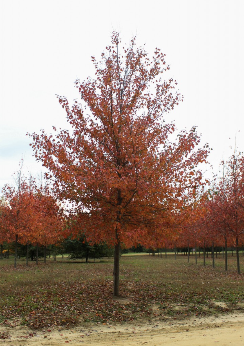 Acer rubrum 'Franksred' - Franksred Red Maple.png