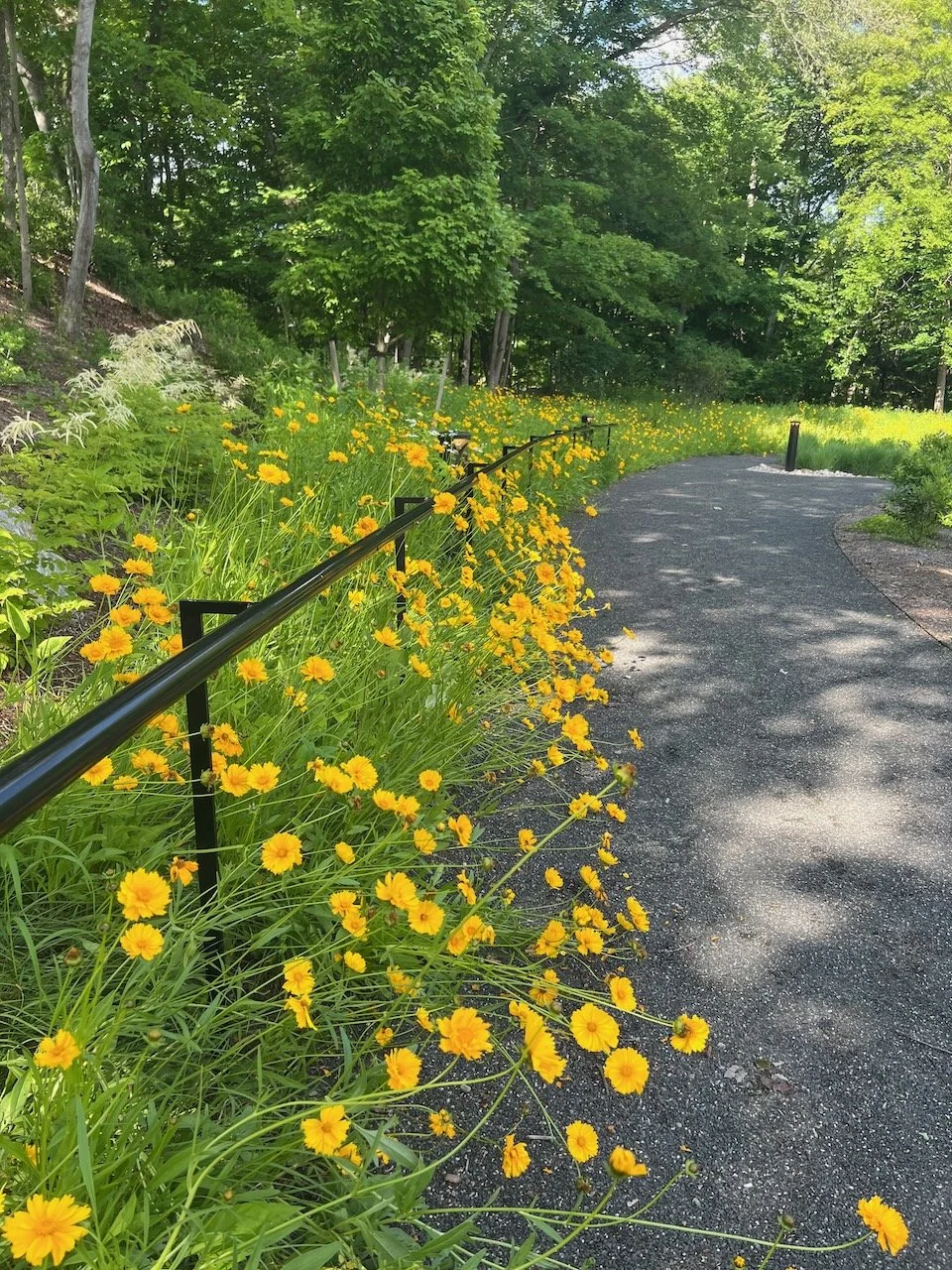Lanceleaf Coreopsis.jpeg