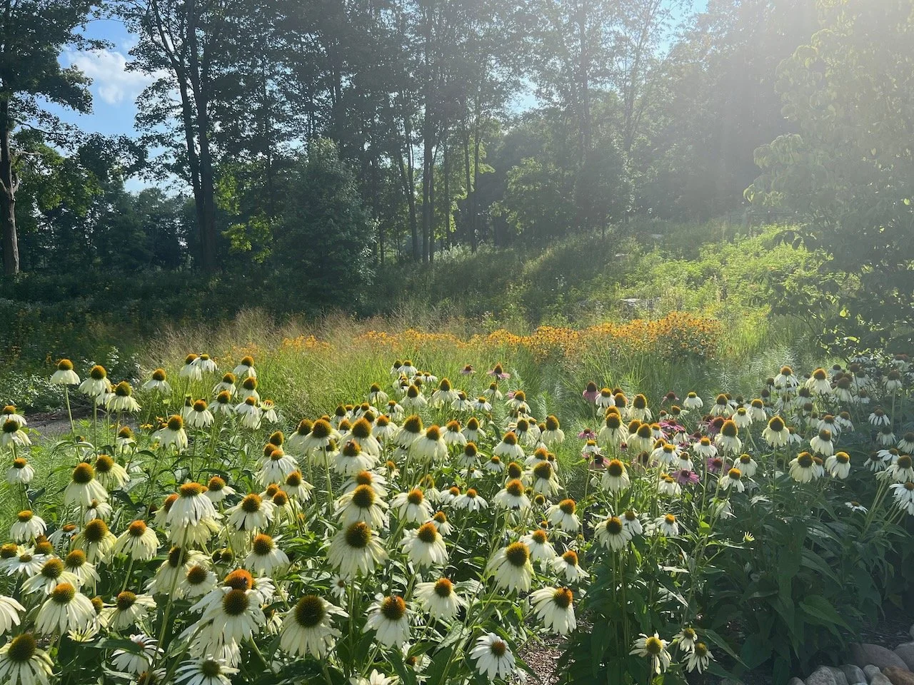 White Swan Coneflower.jpeg
