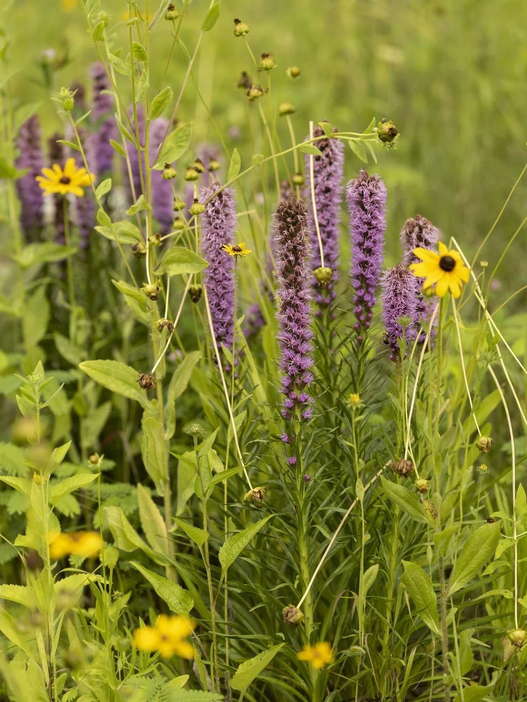 Blue Fortune Hyssop.jpg
