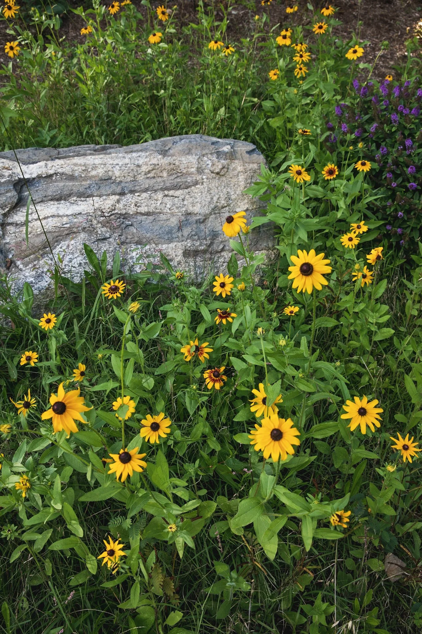 Goldsturm Black Eyed Susan.jpg