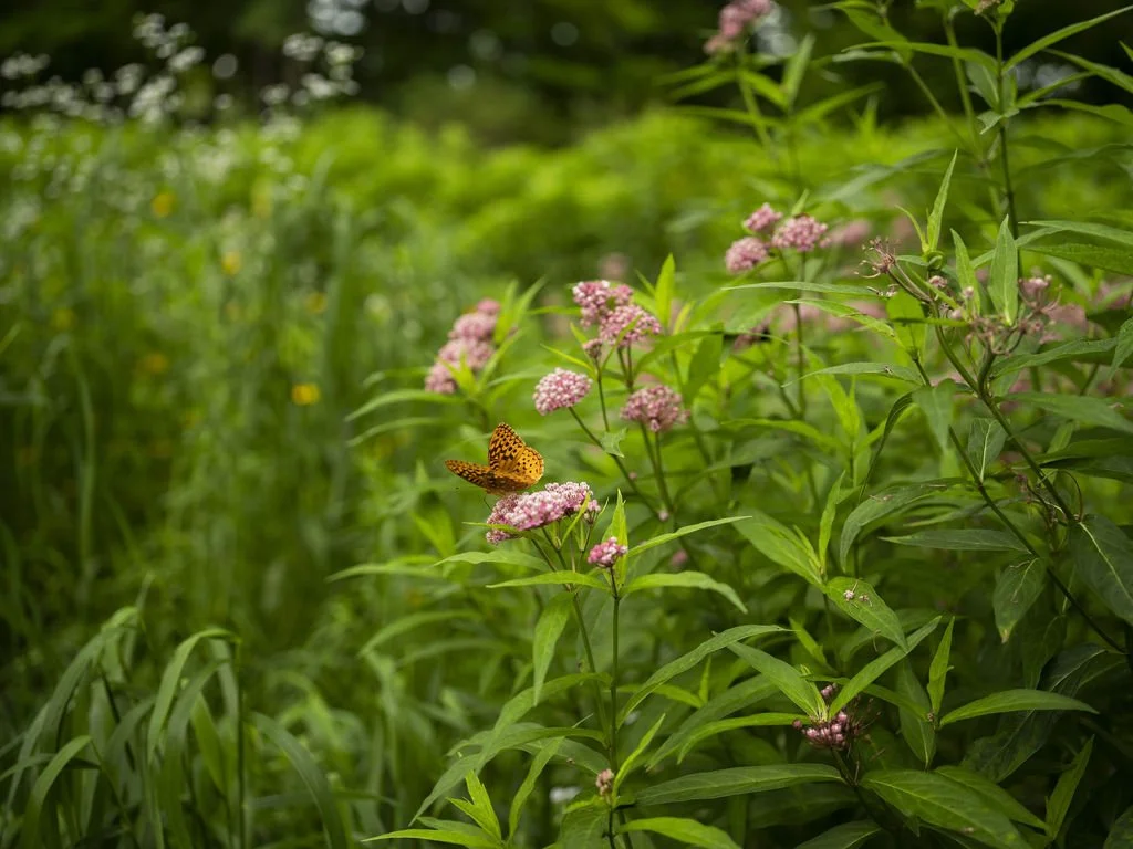Butterfly Milkweed.jpg
