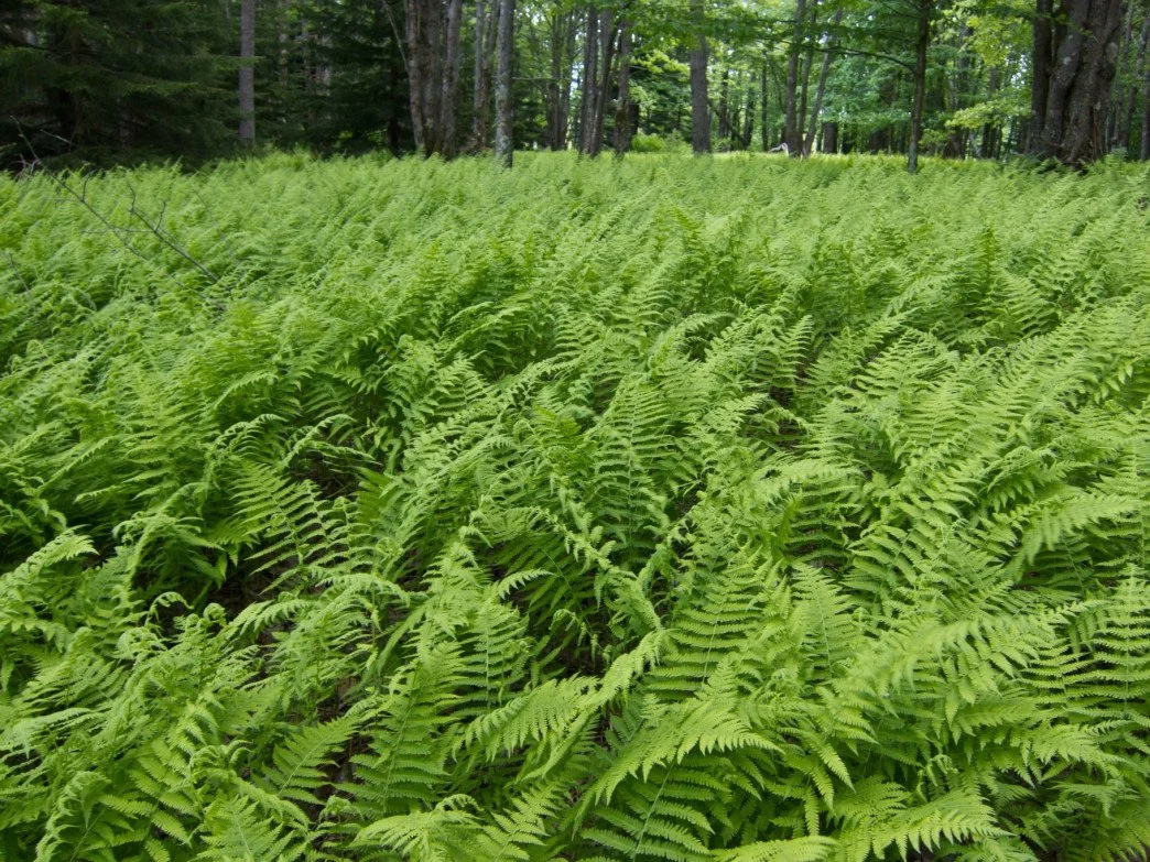 Dennstaedtia punctilobula - Hayscented Fern 2.jpg