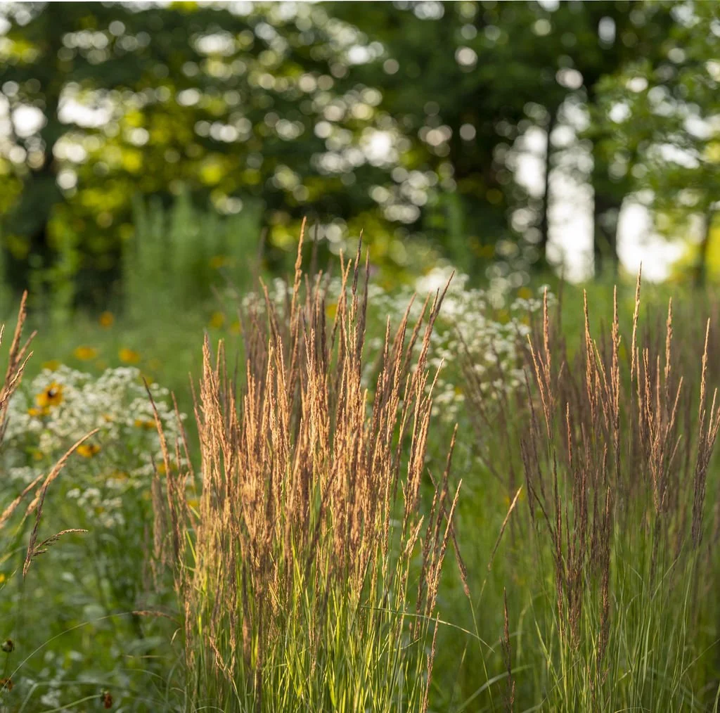 Overdam Feather Reed Grass.jpg